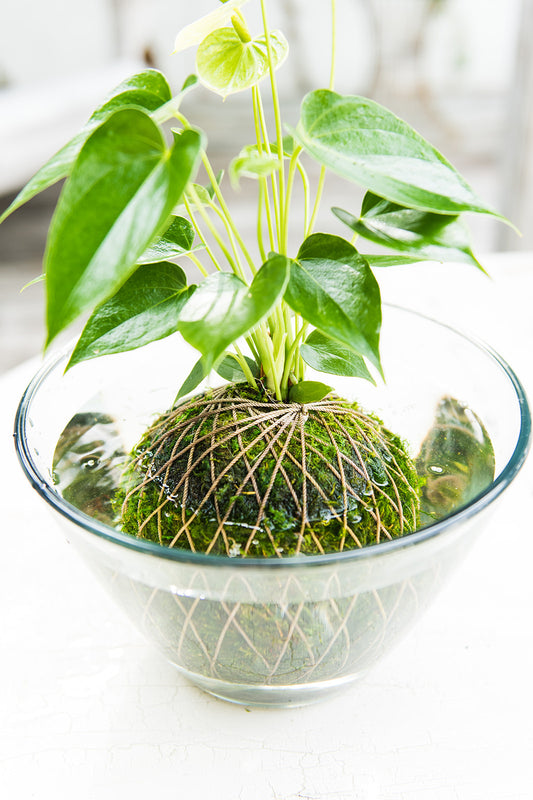 Kokedama Care during Summer