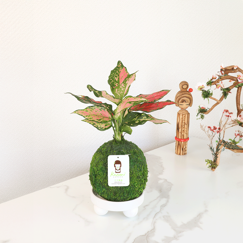 aglaonema buy online Aglaonema Pink