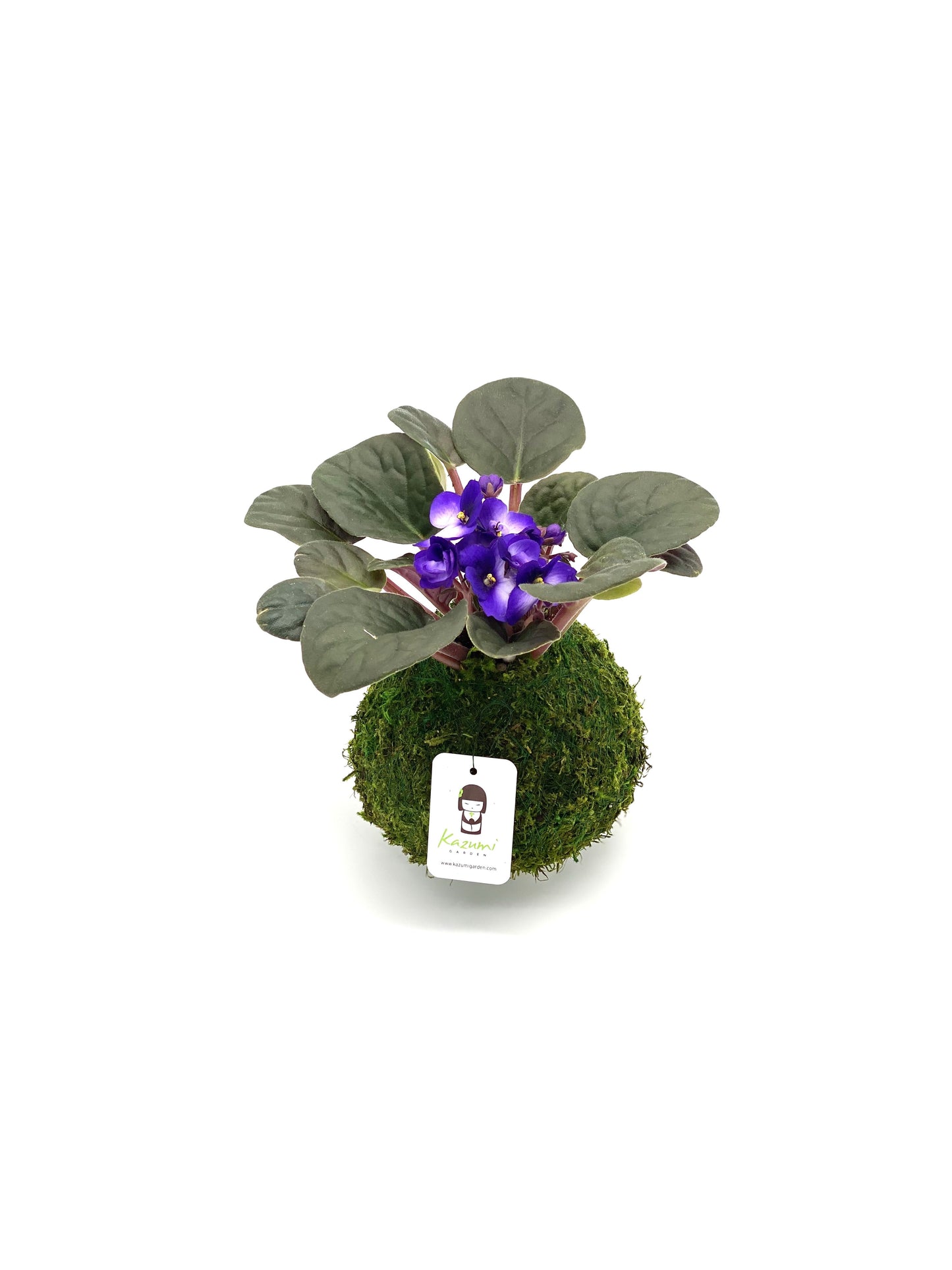 African Violet | Moss Ball Kokedama