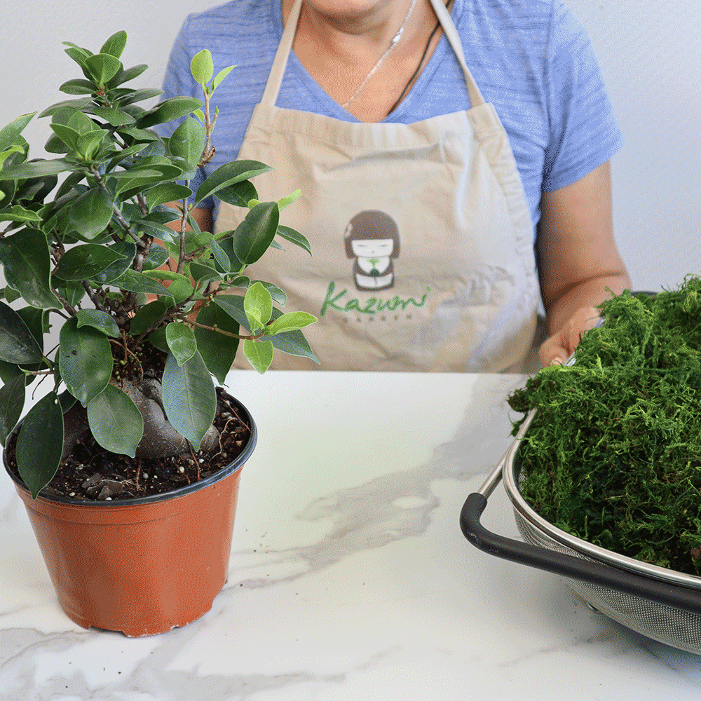 Bonsai Ficus Ginger | Moss Ball Kokedama