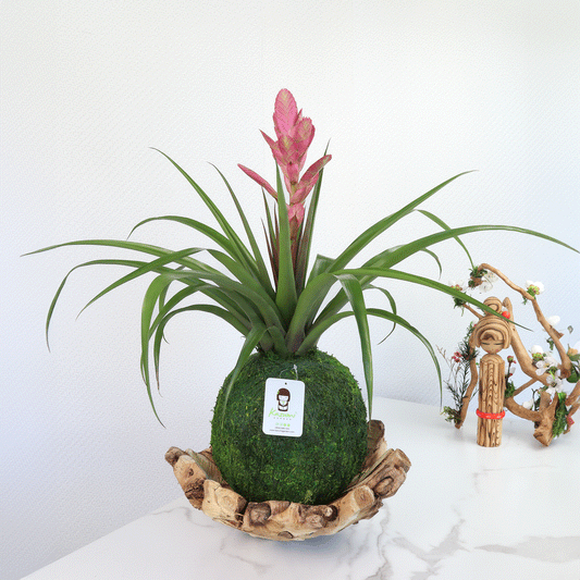 Driftwood Bowl | Moss Ball Kokedamas Base