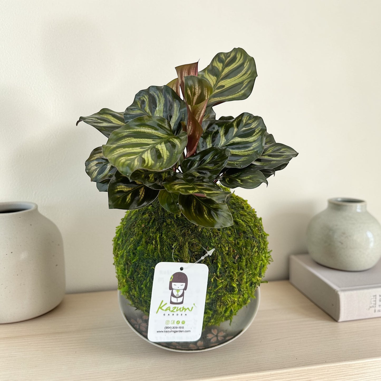Calathea Makoyana | Moss Ball Kokedama