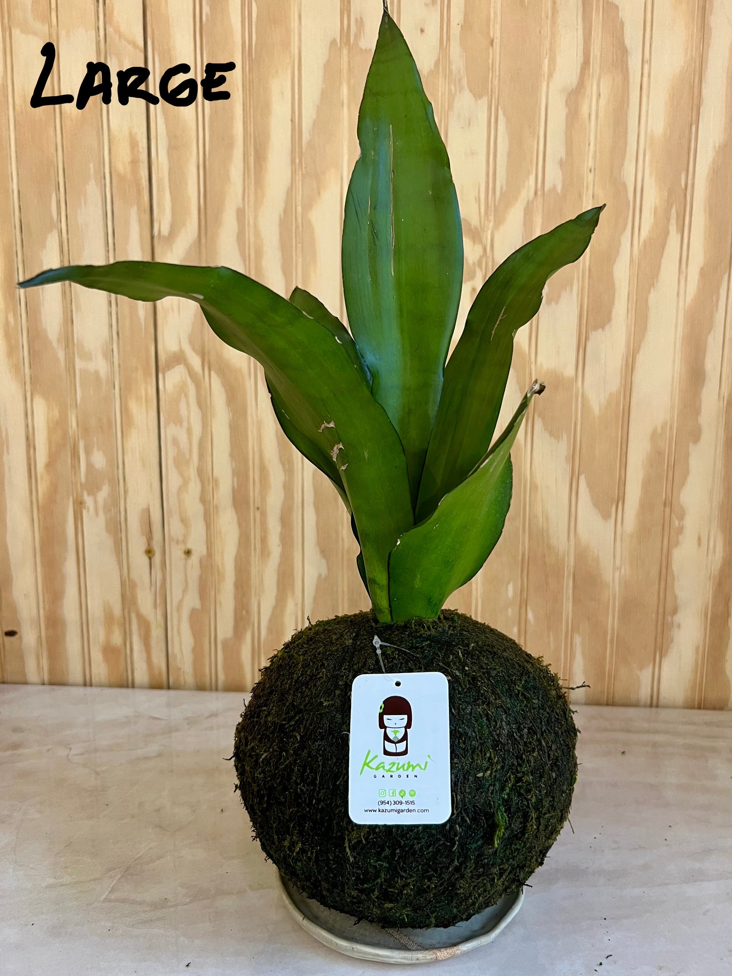 Sansevierias "Mother in Law Tongue" | Moss Ball Kokedama