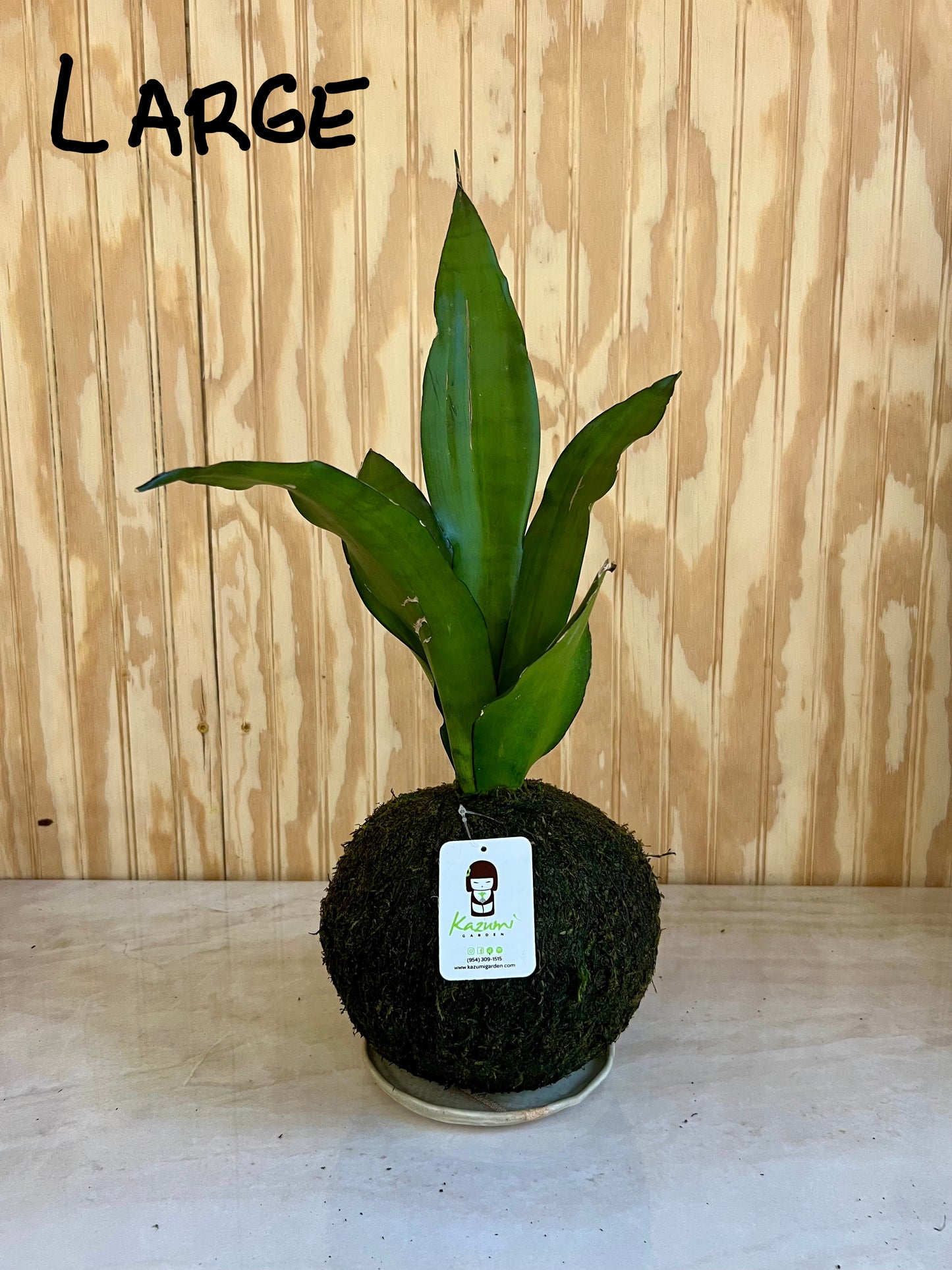 Sansevierias "Mother in Law Tongue" | Moss Ball Kokedama
