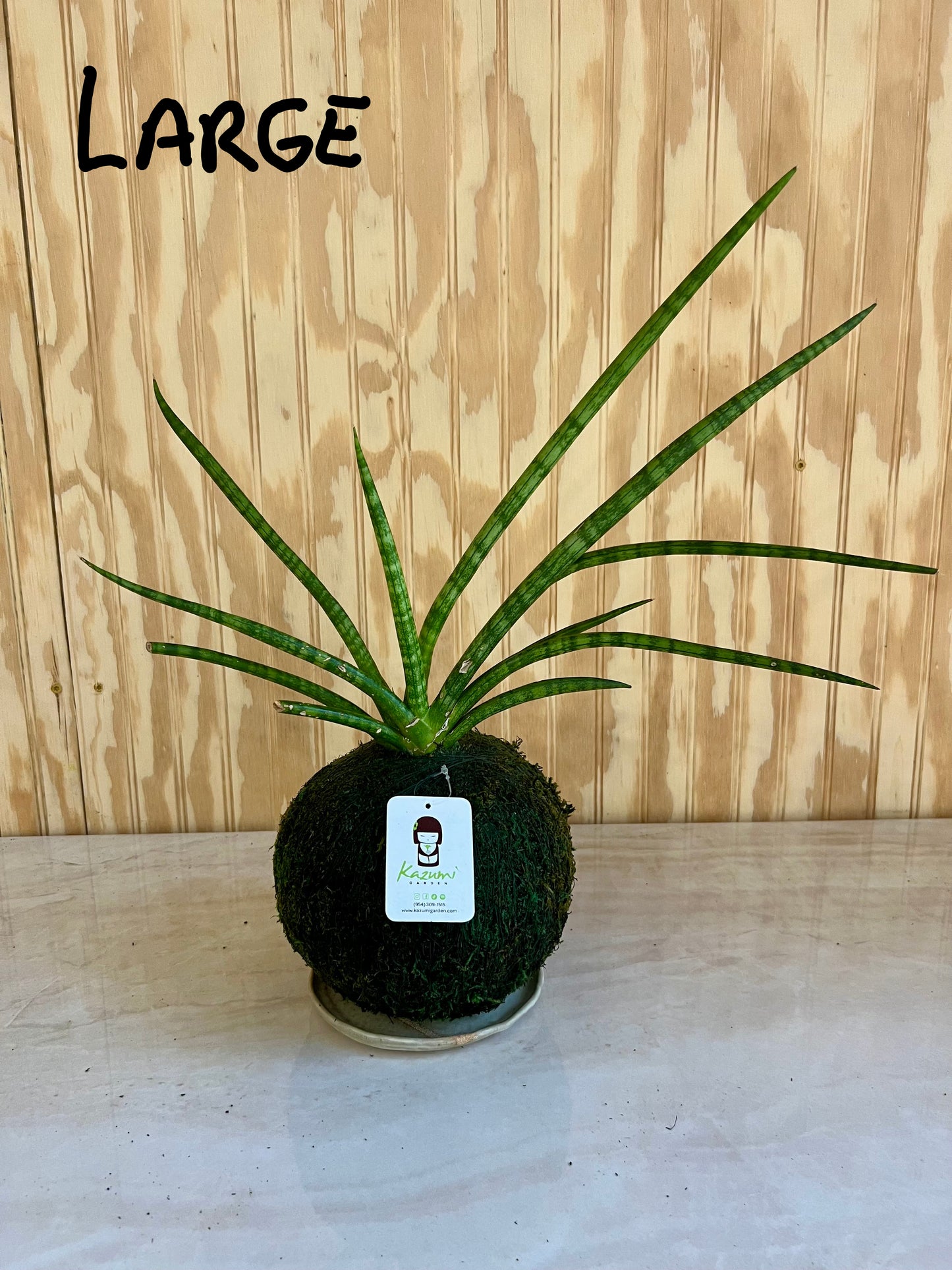 Sansevierias "Mother in Law Tongue" | Moss Ball Kokedama