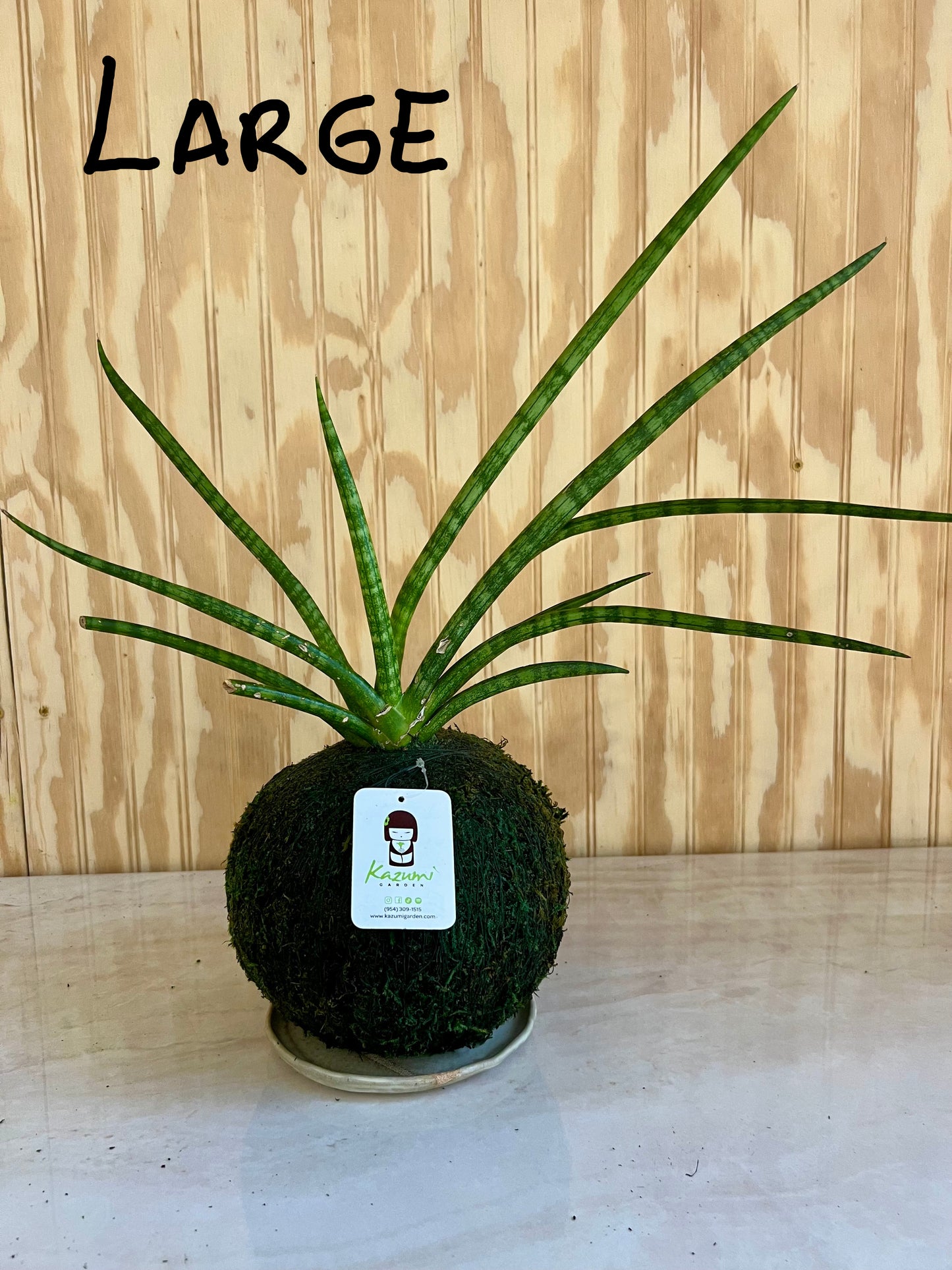 Sansevierias "Mother in Law Tongue" | Moss Ball Kokedama