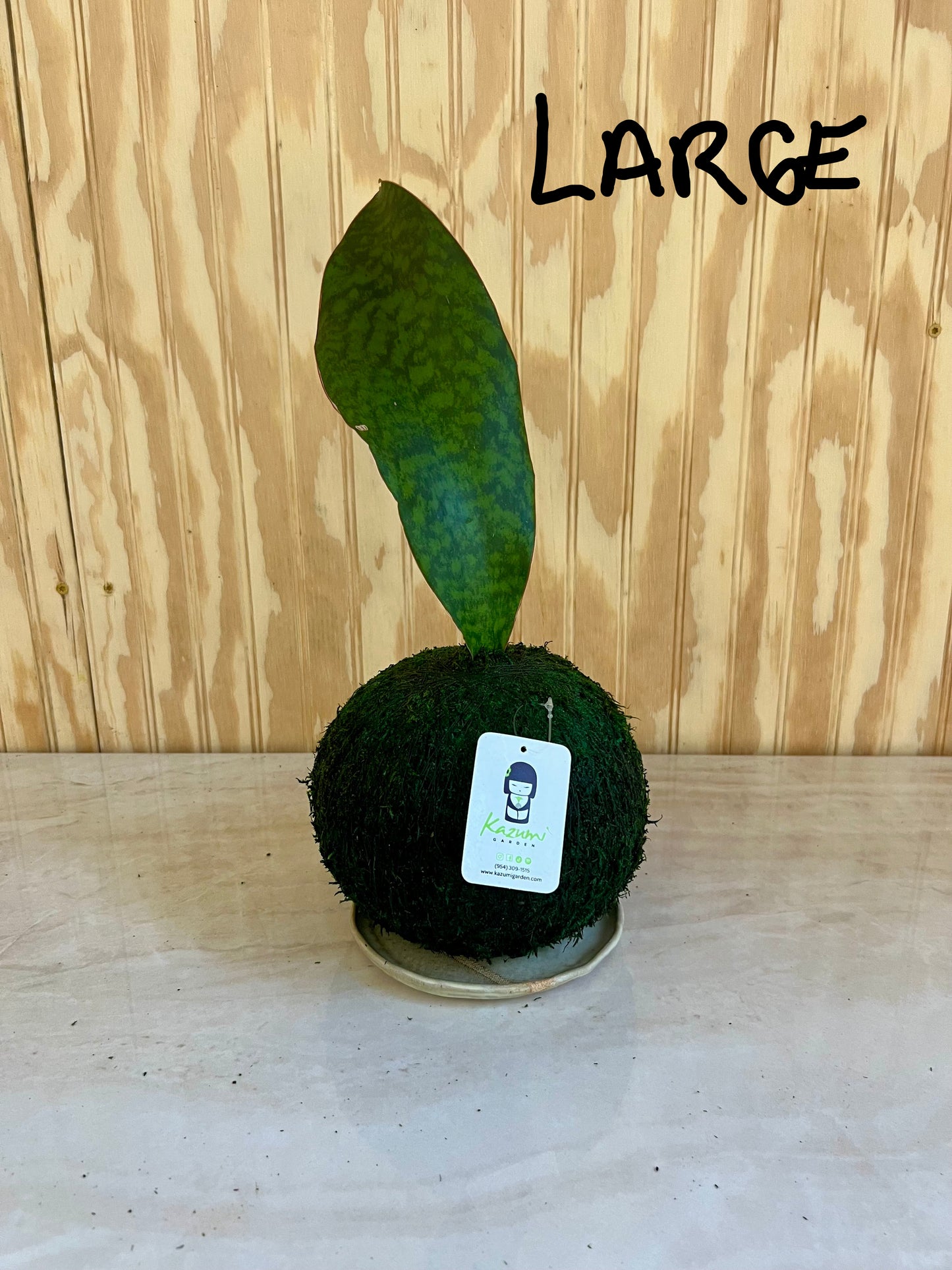 Sansevierias "Mother in Law Tongue" | Moss Ball Kokedama
