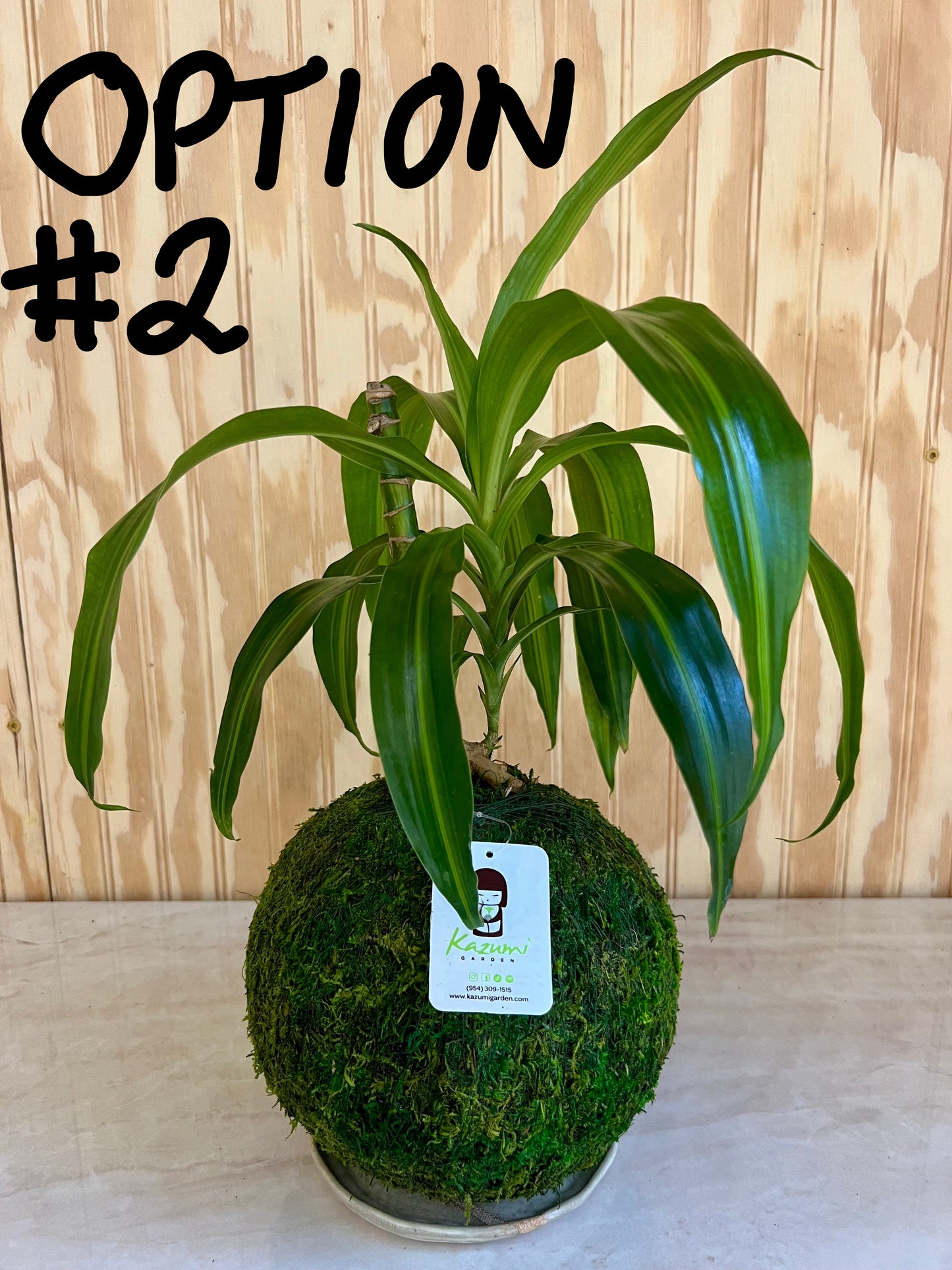 Dracaena Corn Plant "Rescued and Radiant"| Moss Ball Kokedama