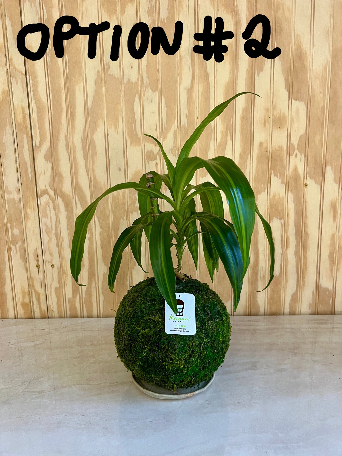 Dracaena Corn Plant "Rescued and Radiant"| Moss Ball Kokedama