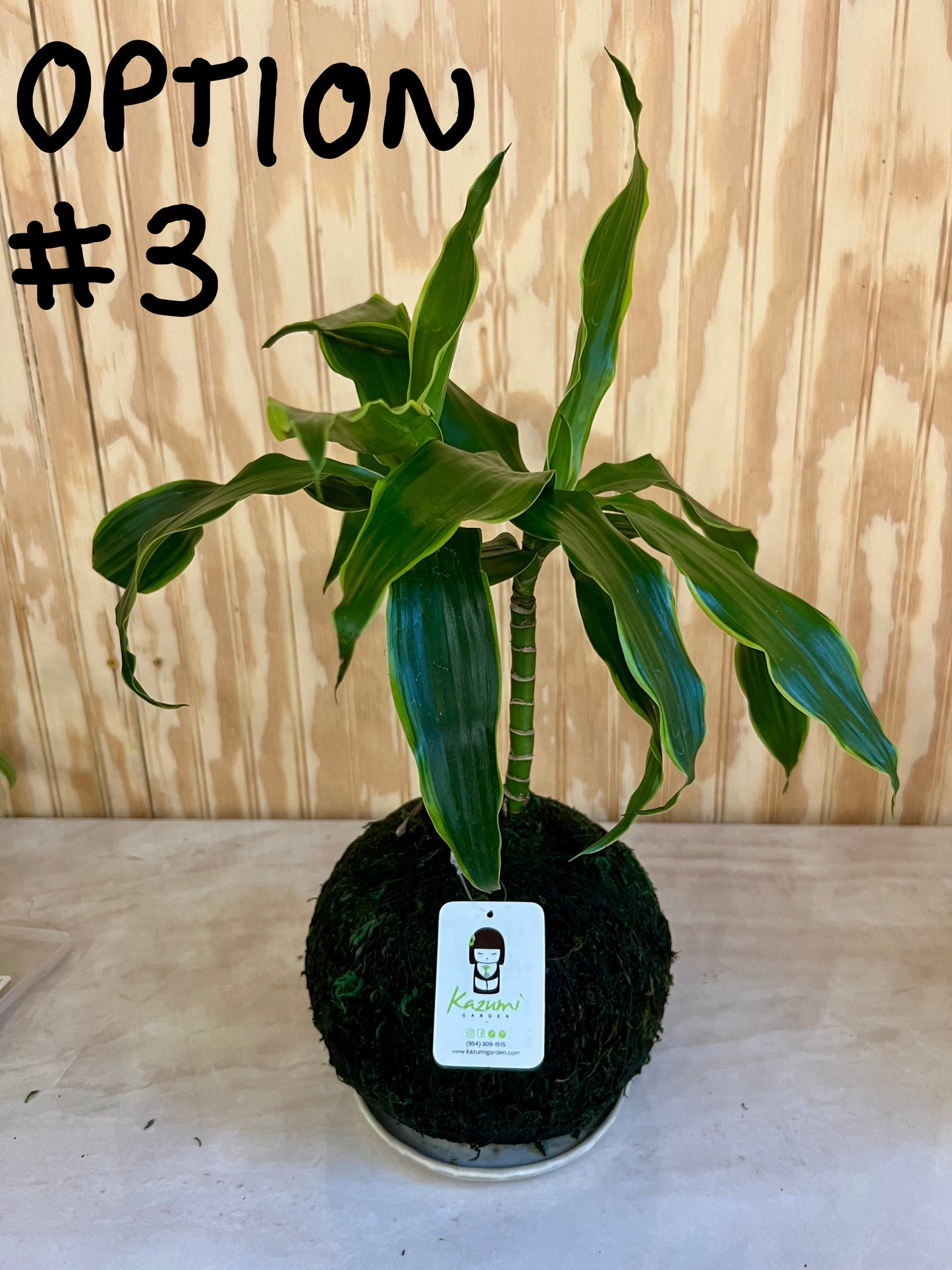 Dracaena Corn Plant "Rescued and Radiant"| Moss Ball Kokedama