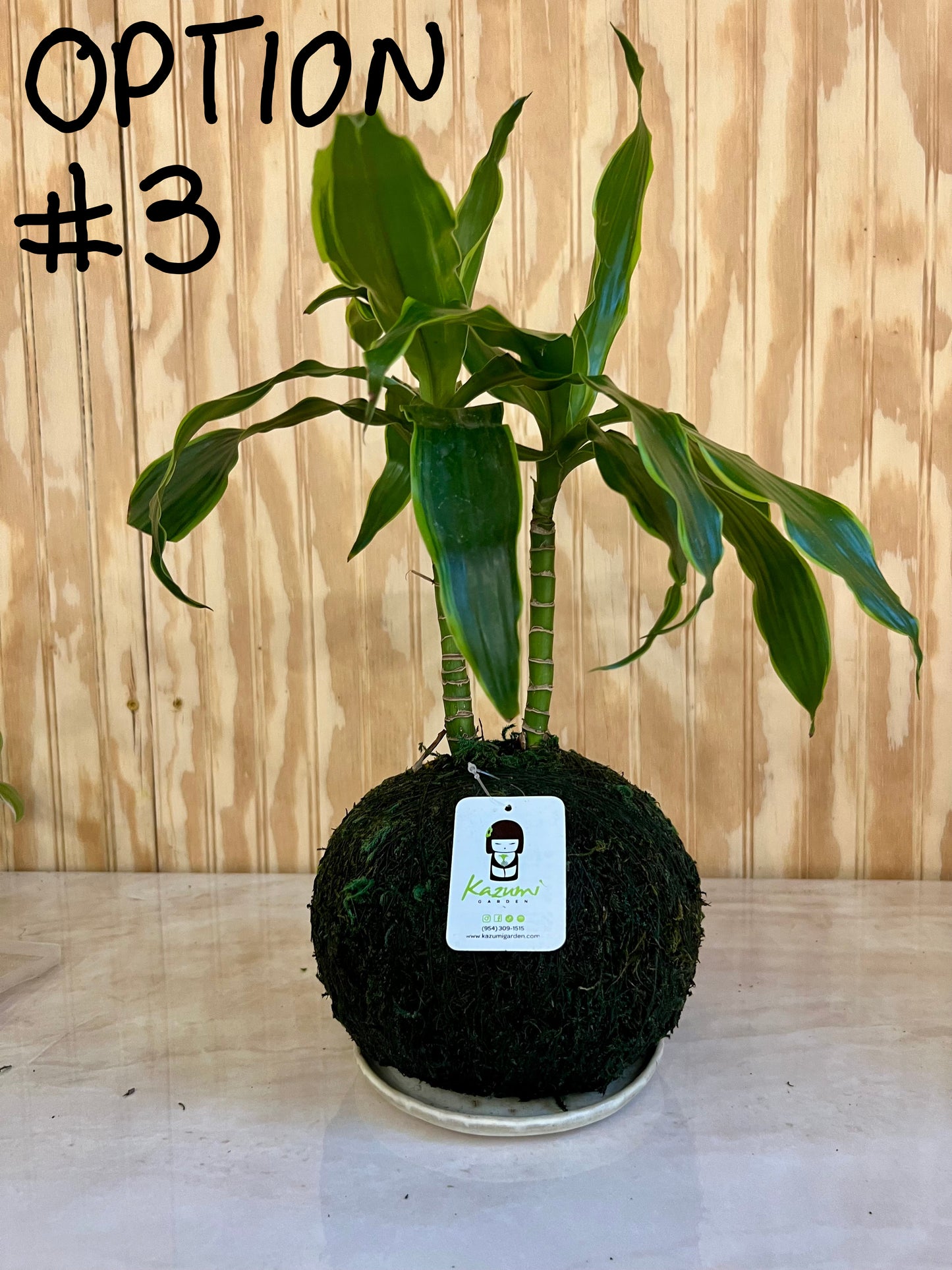Dracaena Corn Plant "Rescued and Radiant"| Moss Ball Kokedama