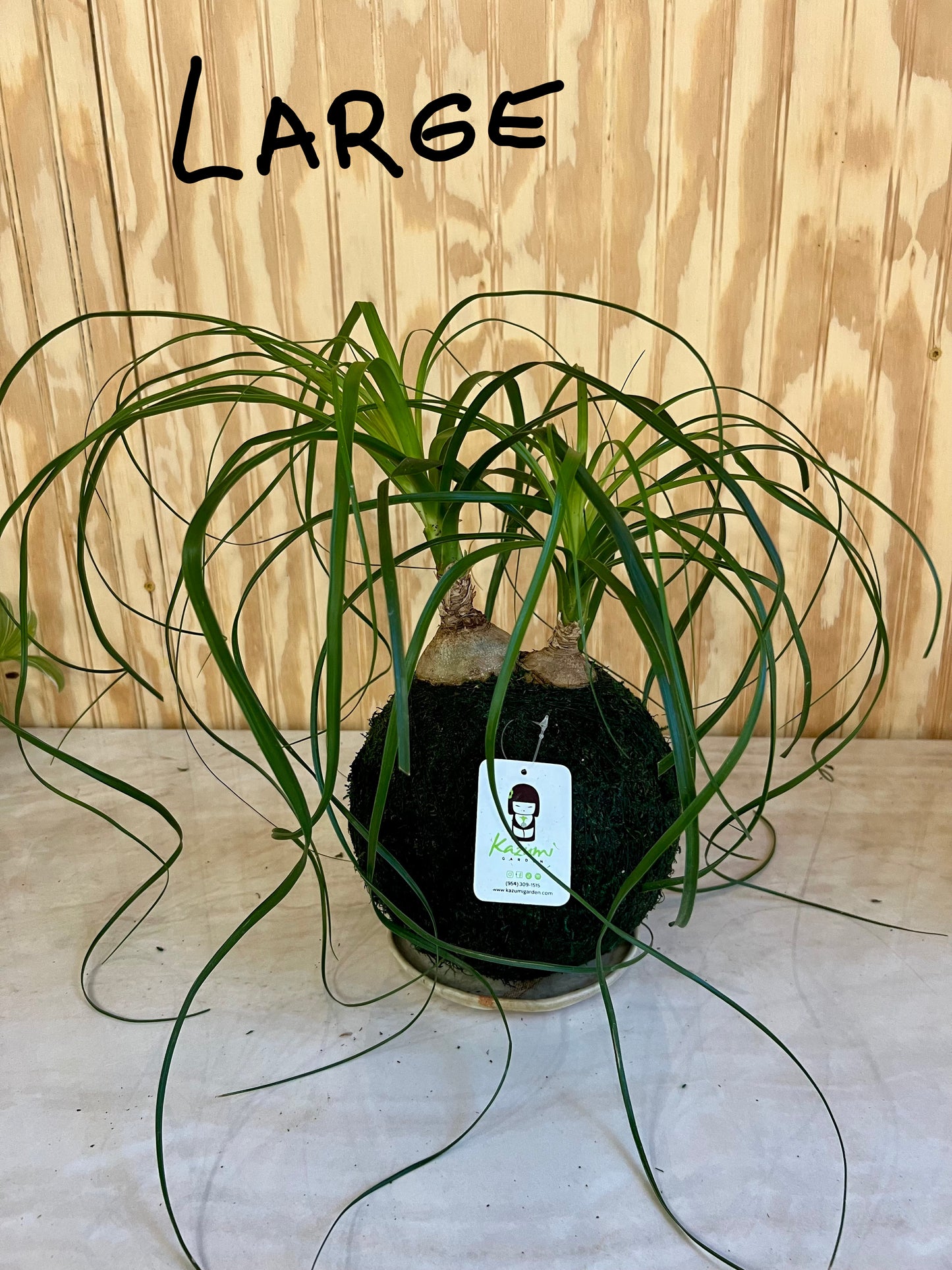 Ponytail Palm Multi Bulb "Rescued and Radiant"| Moss Ball Kokedamas