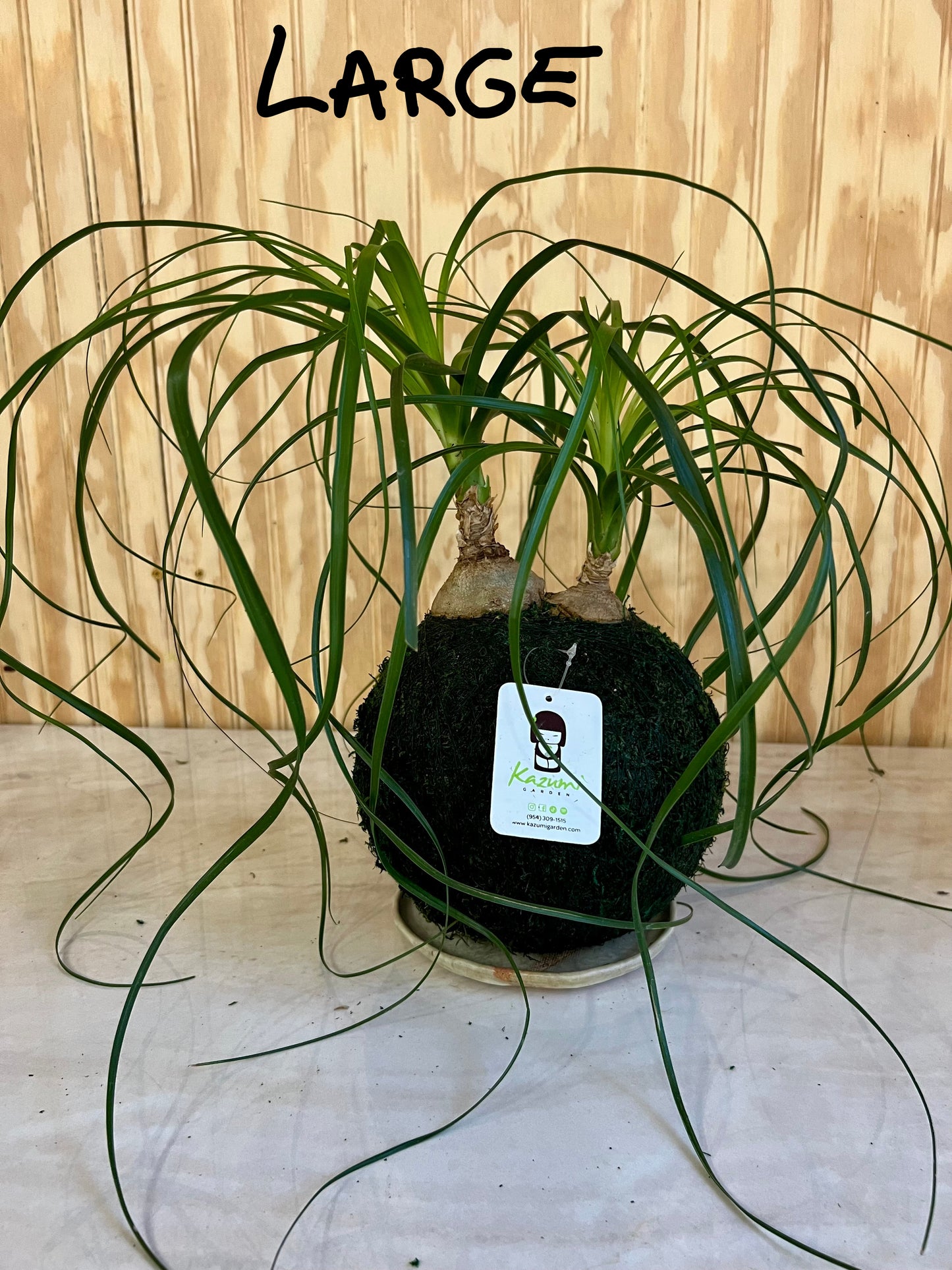 Ponytail Palm Multi Bulb "Rescued and Radiant"| Moss Ball Kokedamas