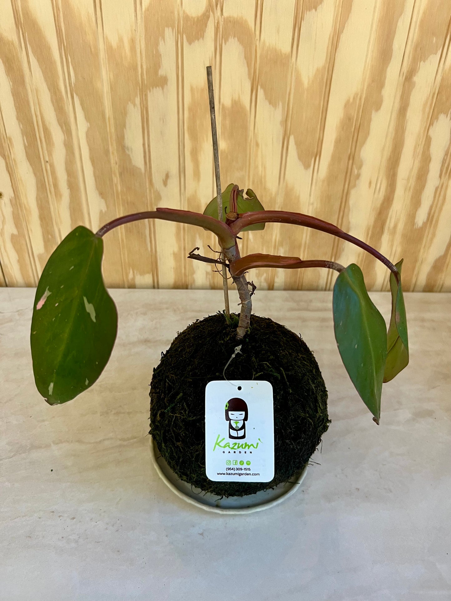 Philodendron Pink Princess "Rescued and Radiant" | Moss Ball Kokedamas