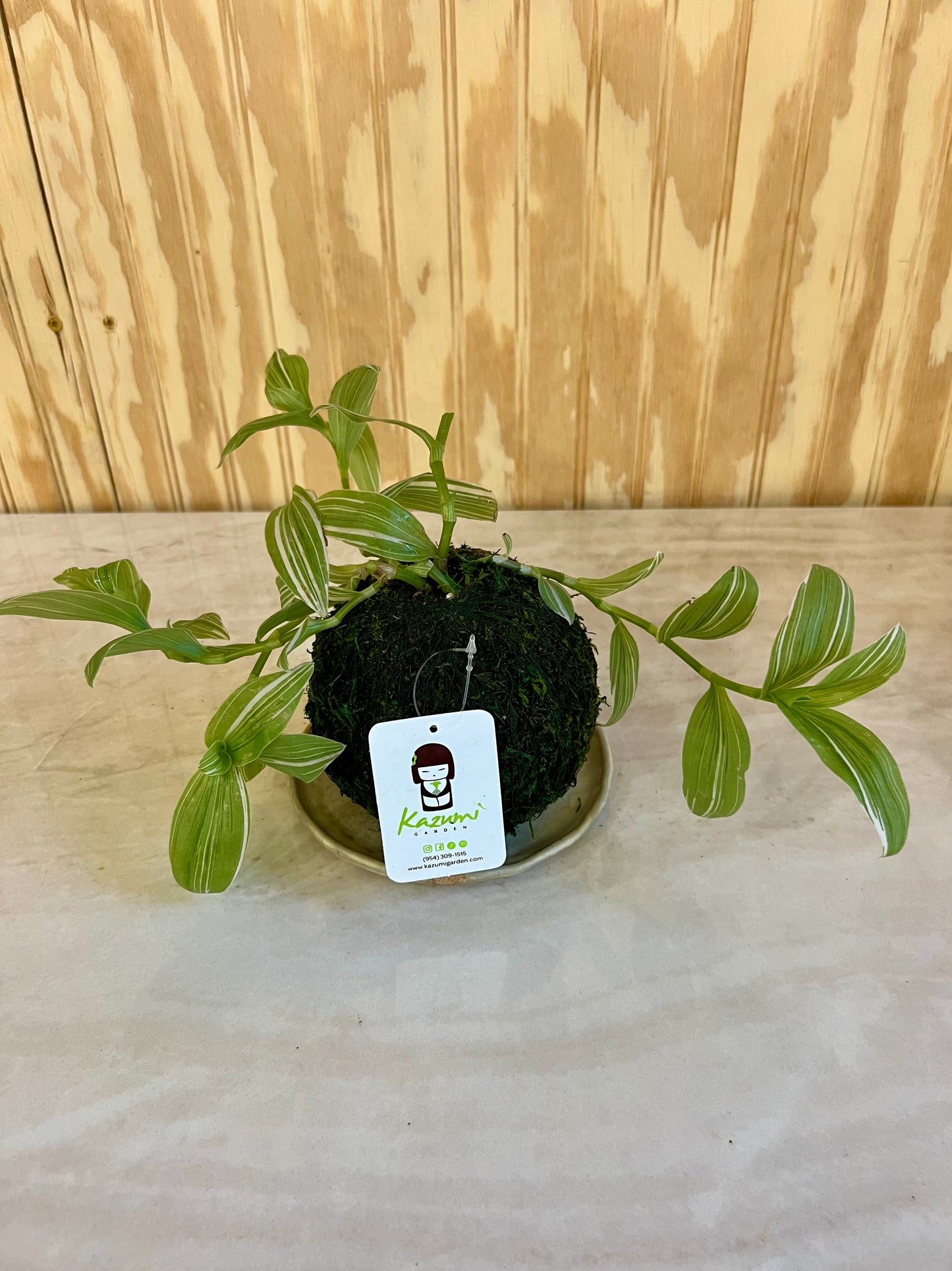 Wandering Jew "Rescued and Radiant" | Moss Ball Kokedamas