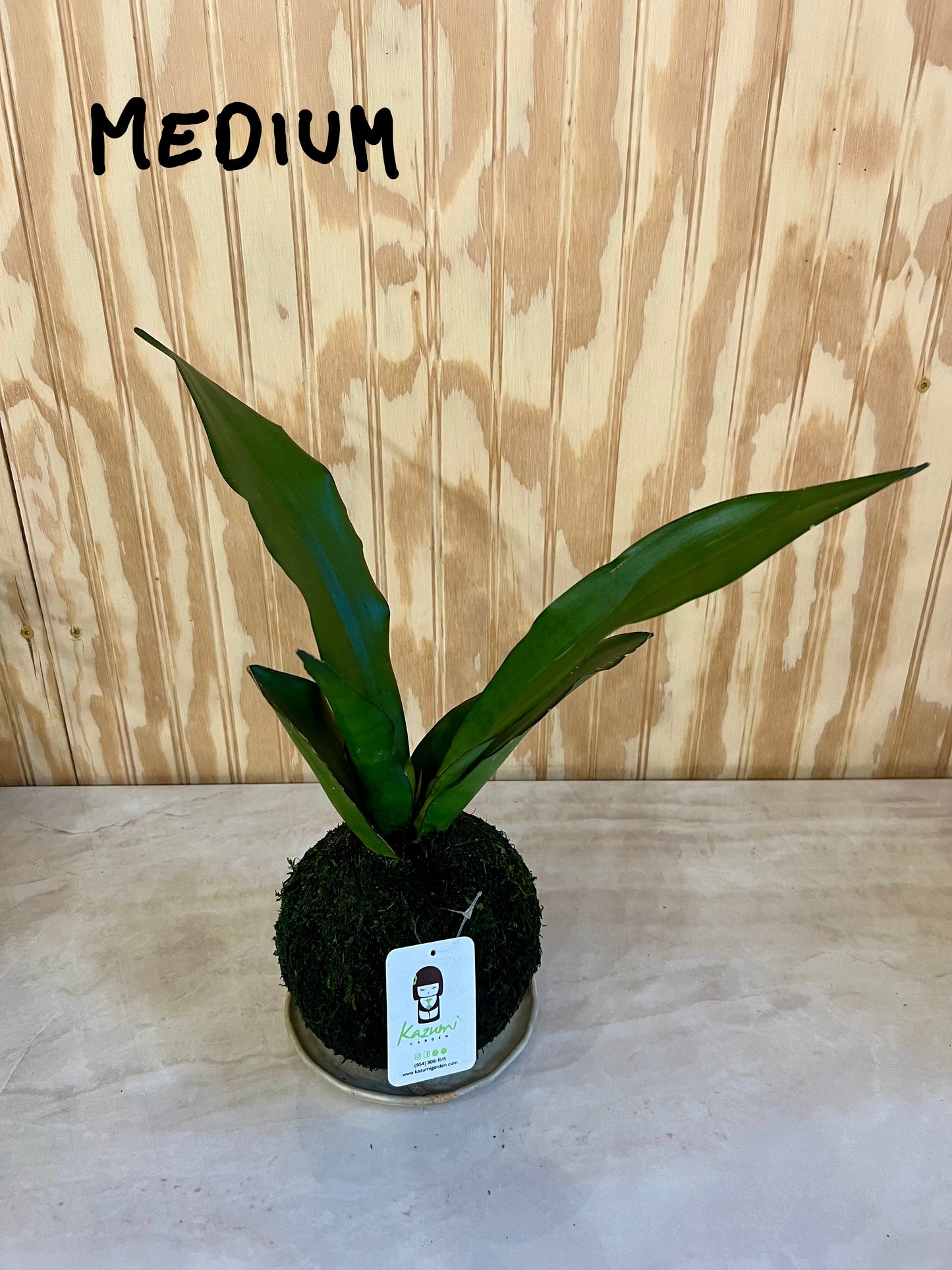 Sansevierias "Mother in Law Tongue" | Moss Ball Kokedama
