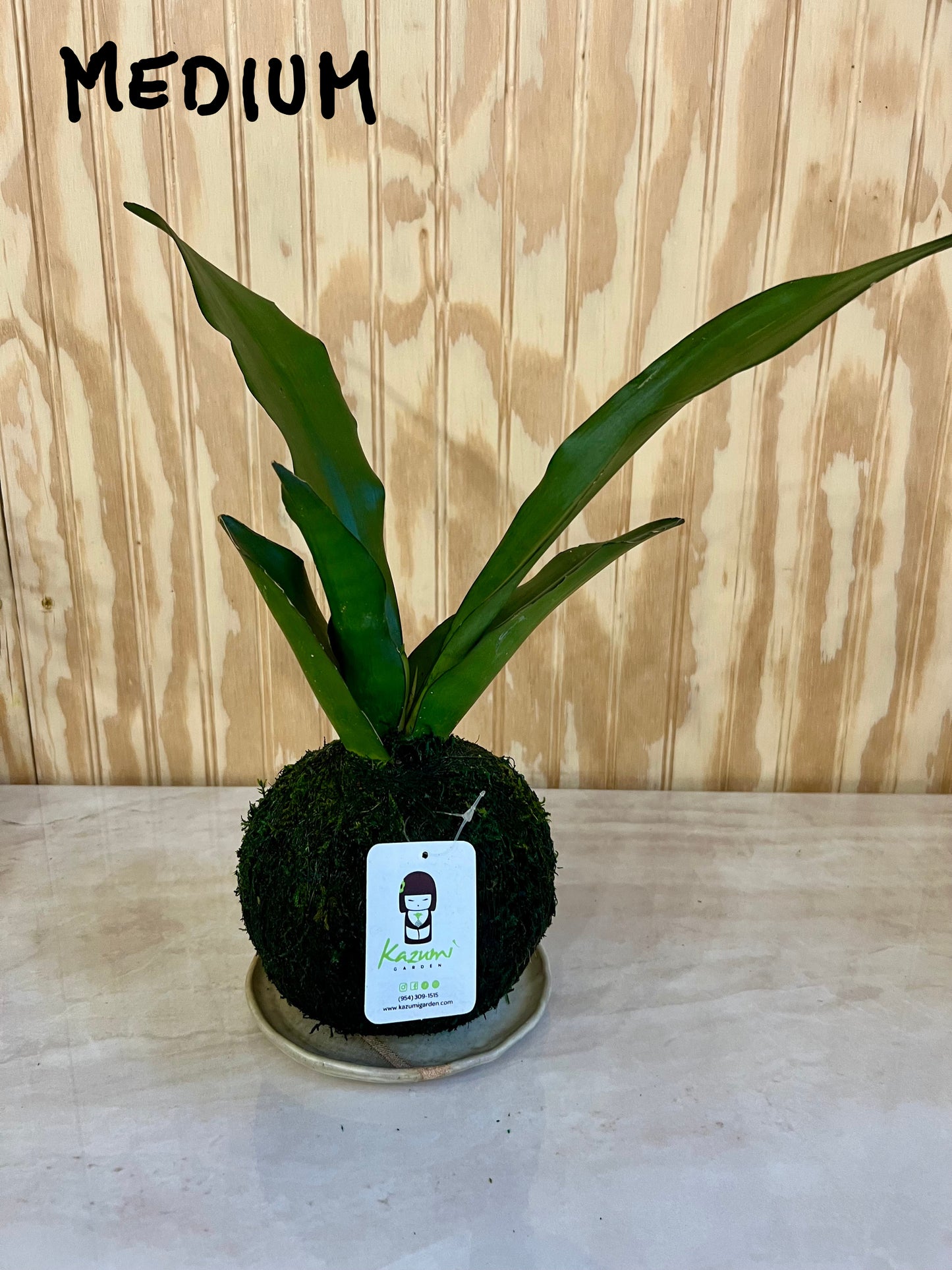 Sansevierias "Mother in Law Tongue" | Moss Ball Kokedama