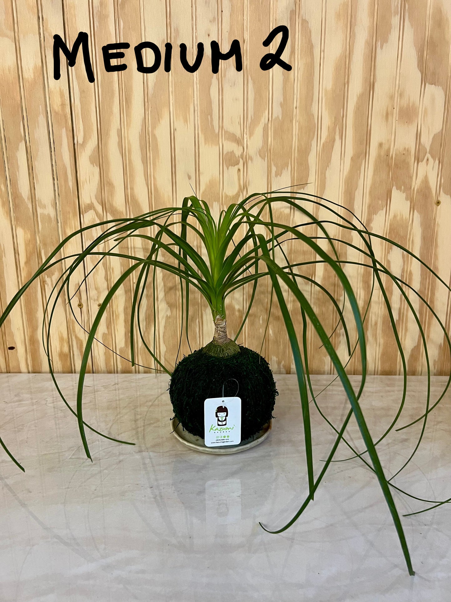 Ponytail Palm Multi Bulb "Rescued and Radiant"| Moss Ball Kokedamas