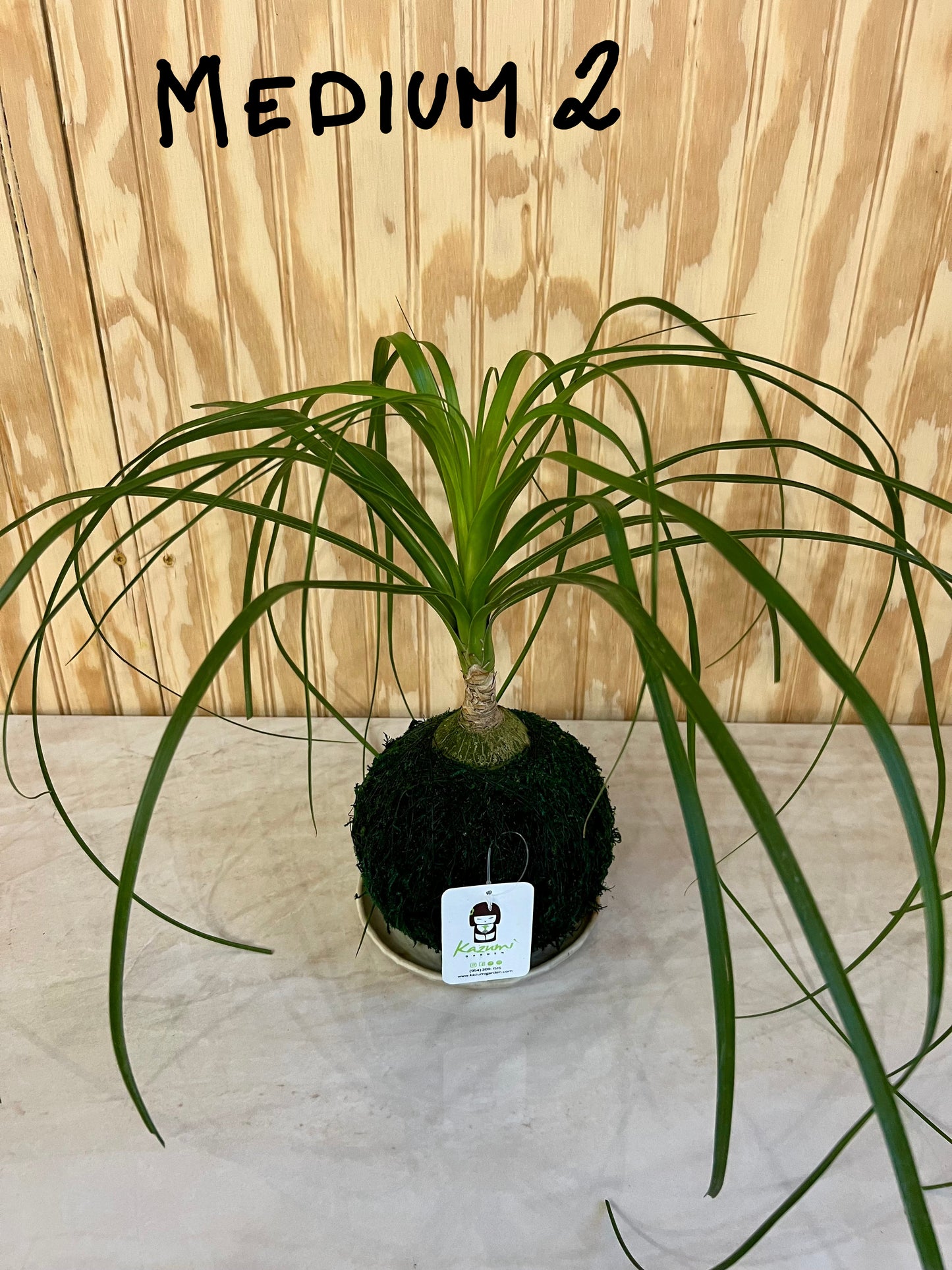 Ponytail Palm Multi Bulb "Rescued and Radiant"| Moss Ball Kokedamas