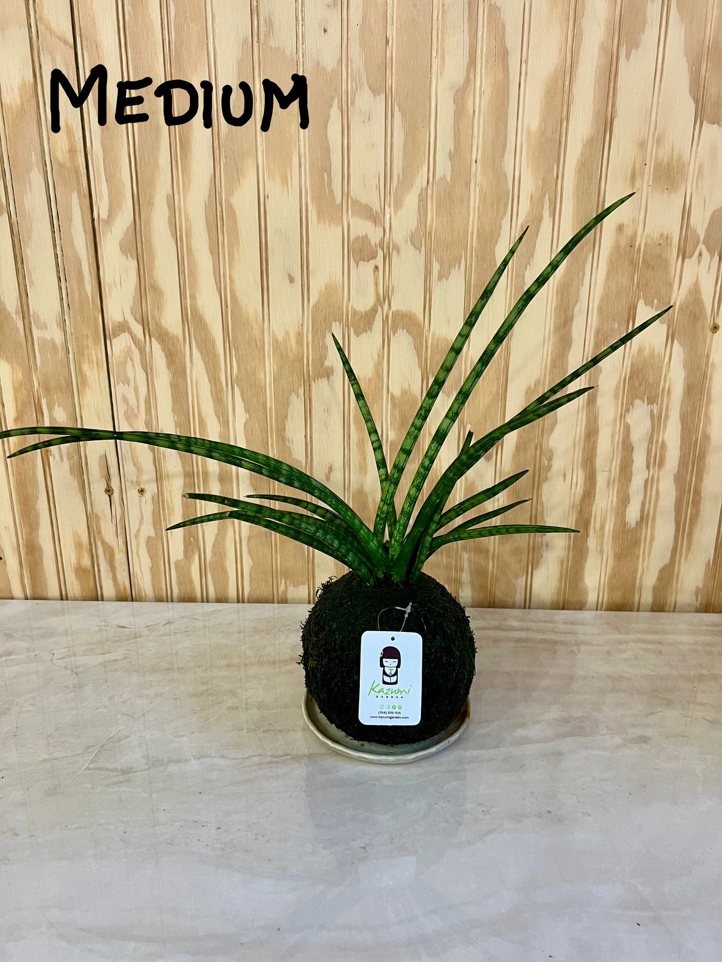 Sansevierias "Mother in Law Tongue" | Moss Ball Kokedama