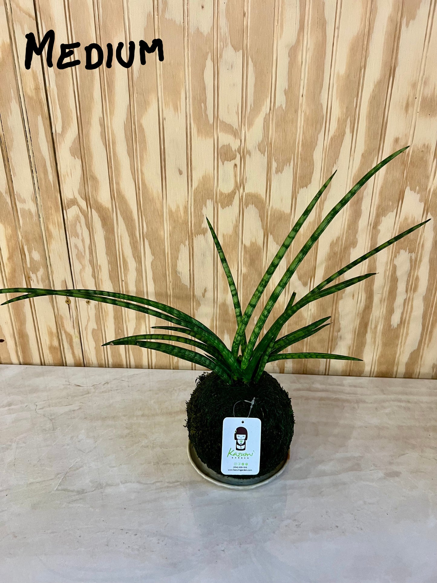 Sansevierias "Mother in Law Tongue" | Moss Ball Kokedama