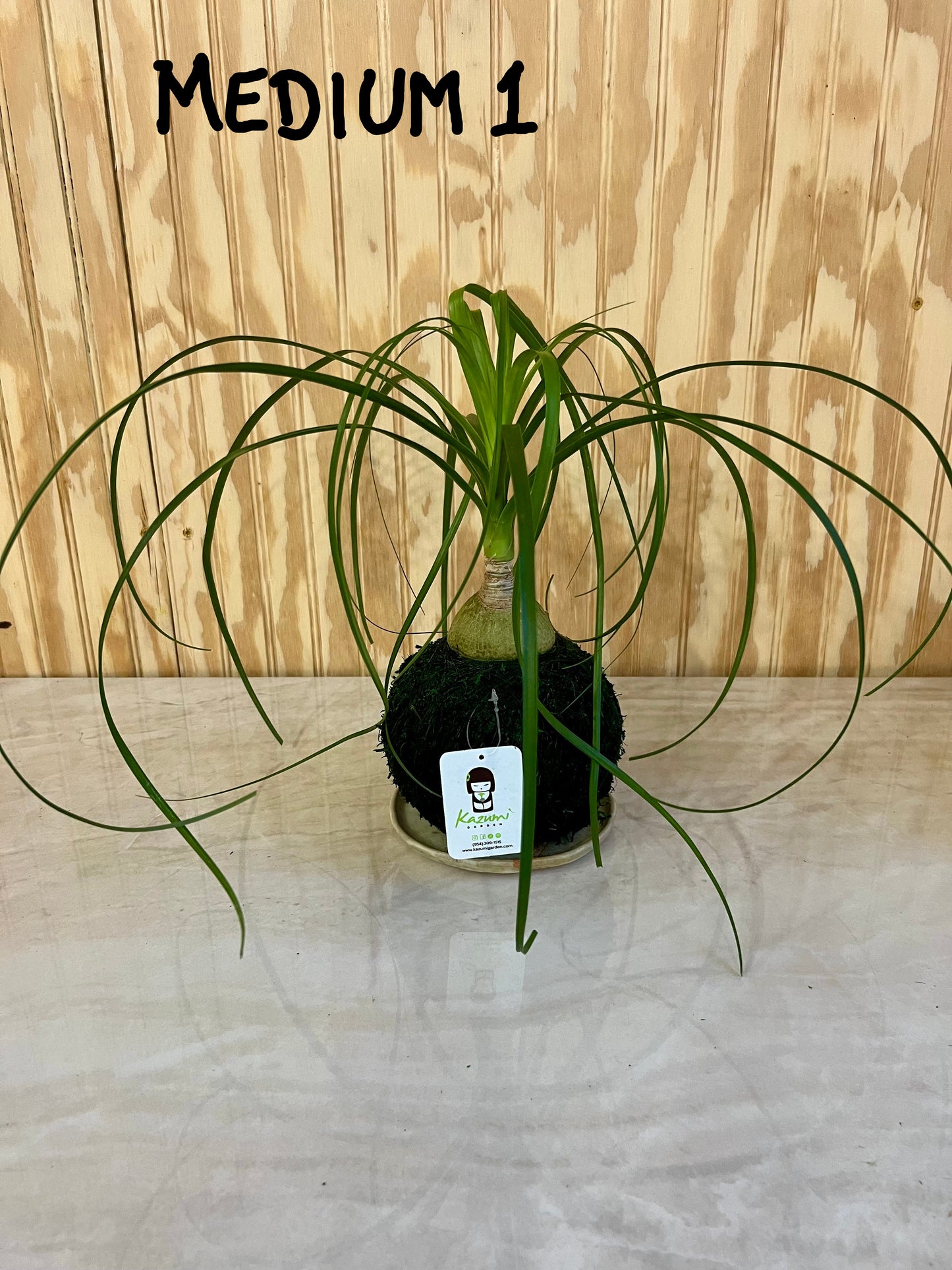 Ponytail Palm Multi Bulb "Rescued and Radiant"| Moss Ball Kokedamas