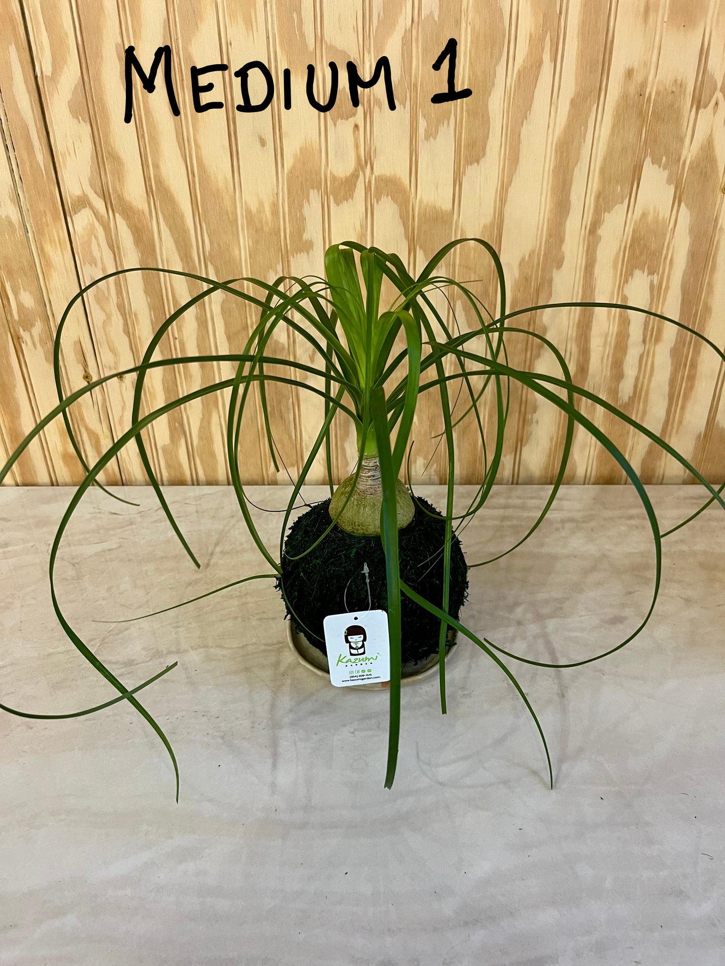 Ponytail Palm Multi Bulb "Rescued and Radiant"| Moss Ball Kokedamas