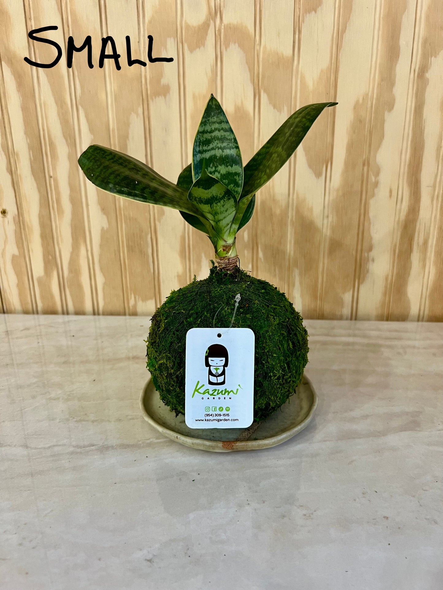 Sansevierias "Mother in Law Tongue" | Moss Ball Kokedama