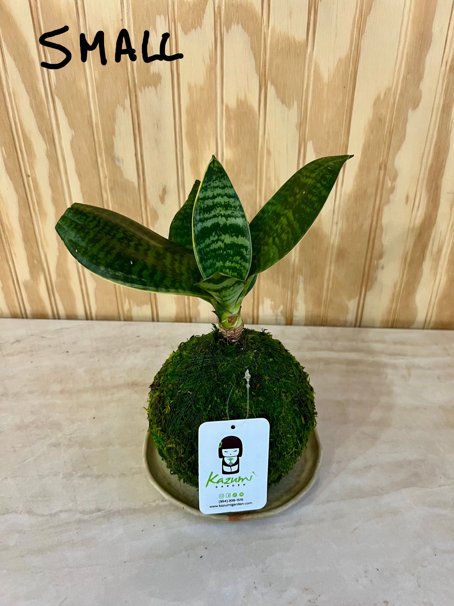 Sansevierias "Mother in Law Tongue" | Moss Ball Kokedama