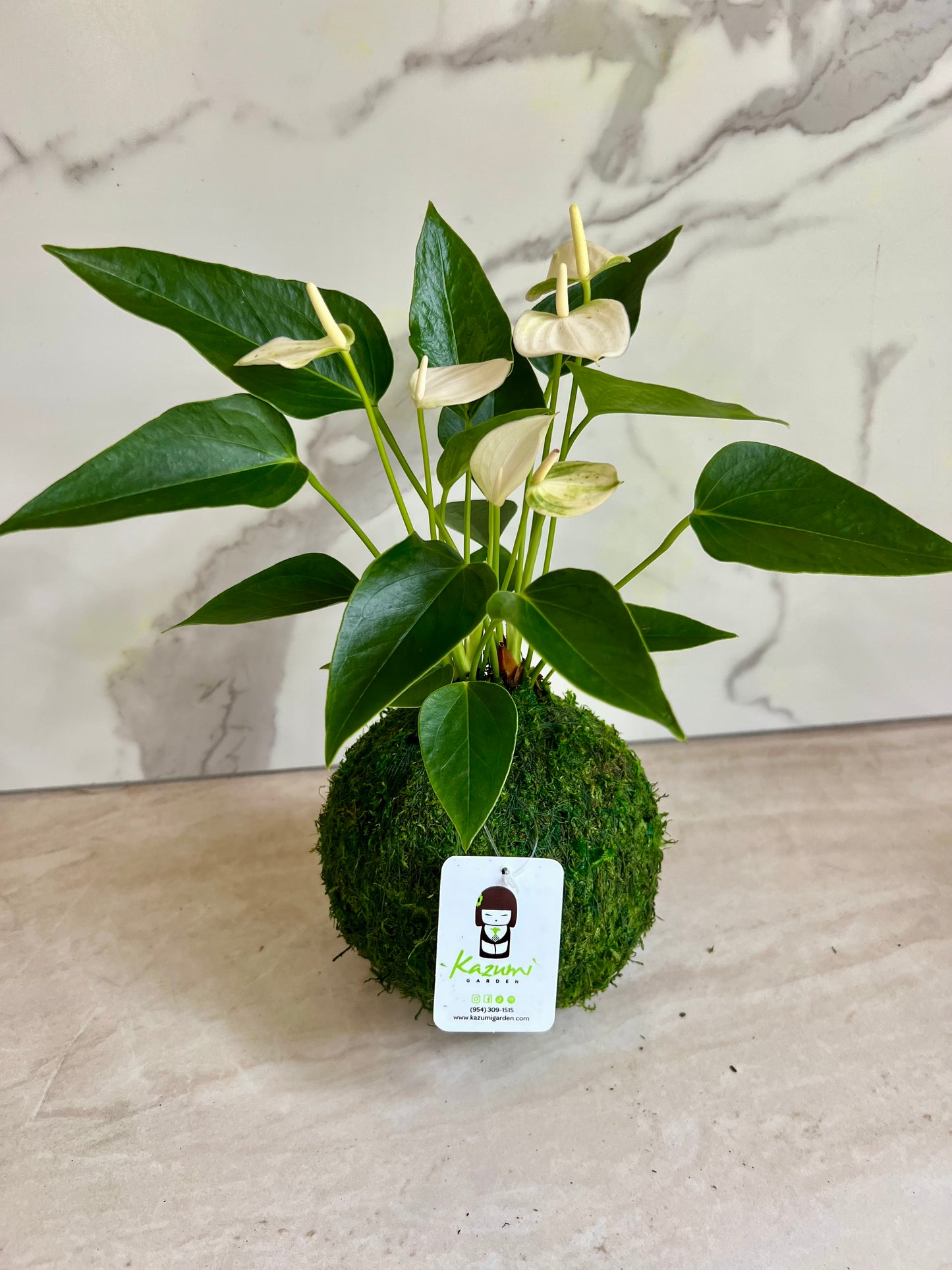Anthurium | Moss Ball Kokedamas