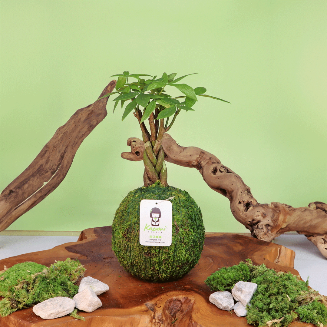 peat moss for money tree Money Tree