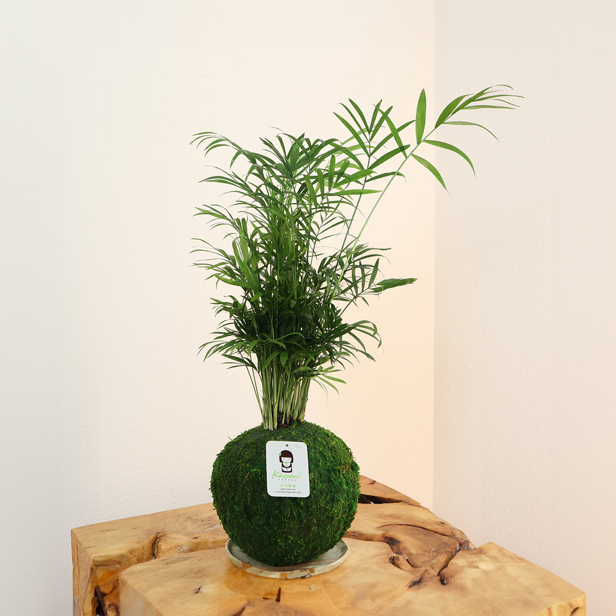 Neanthe Bella Palm | Moss Ball Kokedamas