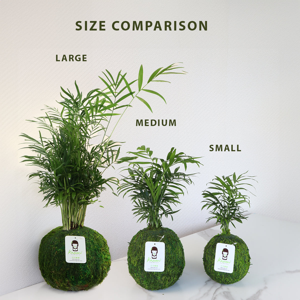 Neanthe Bella Palm | Moss Ball Kokedamas