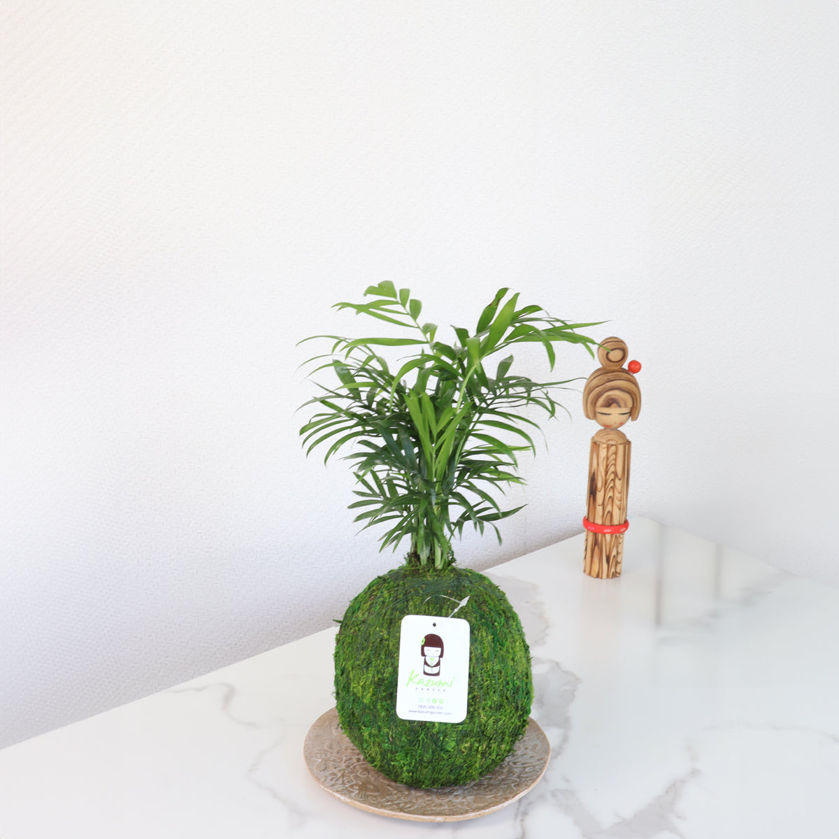 Neanthe Bella Palm | Moss Ball Kokedamas