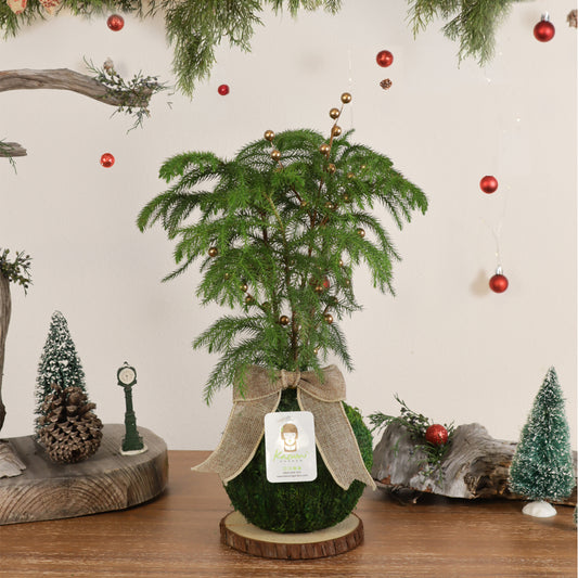Norfolk Pine | Moss Ball Kokedamas