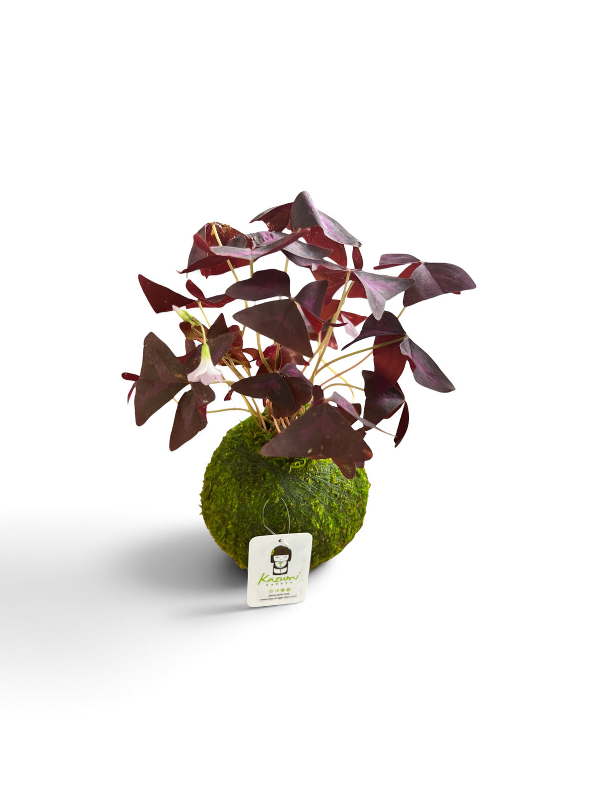 Oxalis