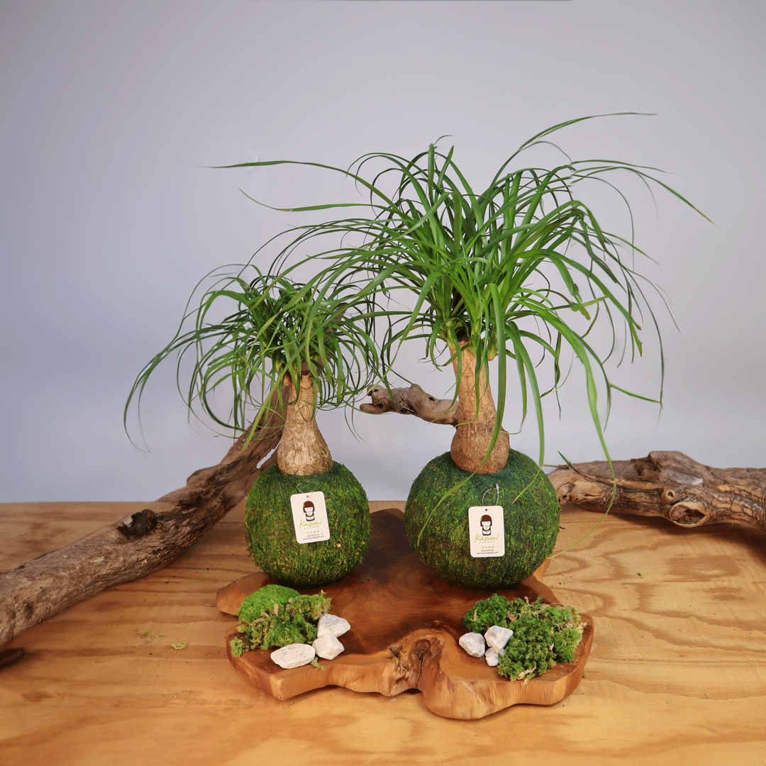 Ponytail Palm Extra Large | Moss Ball Kokedamas