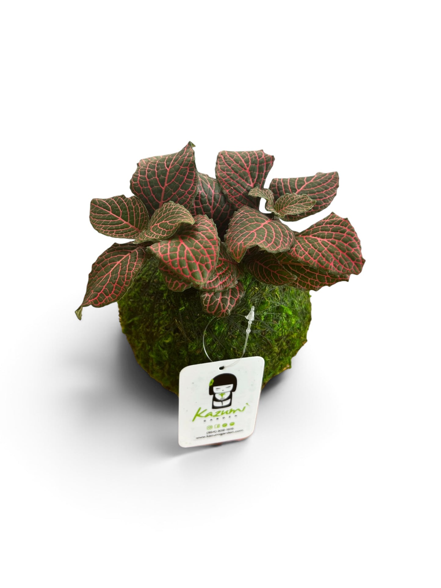 Fittonia | Moss Ball Kokedama
