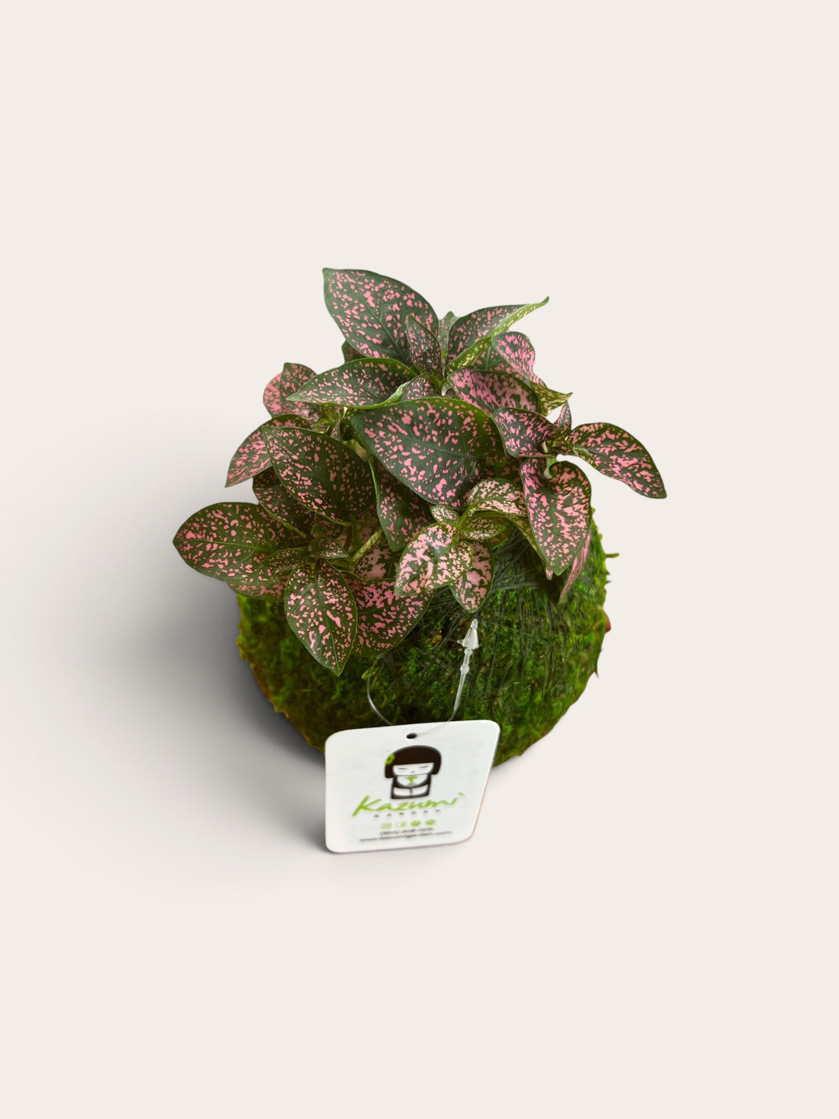 Hypoestes (Assorted Colors) | Moss Ball Kokedamas