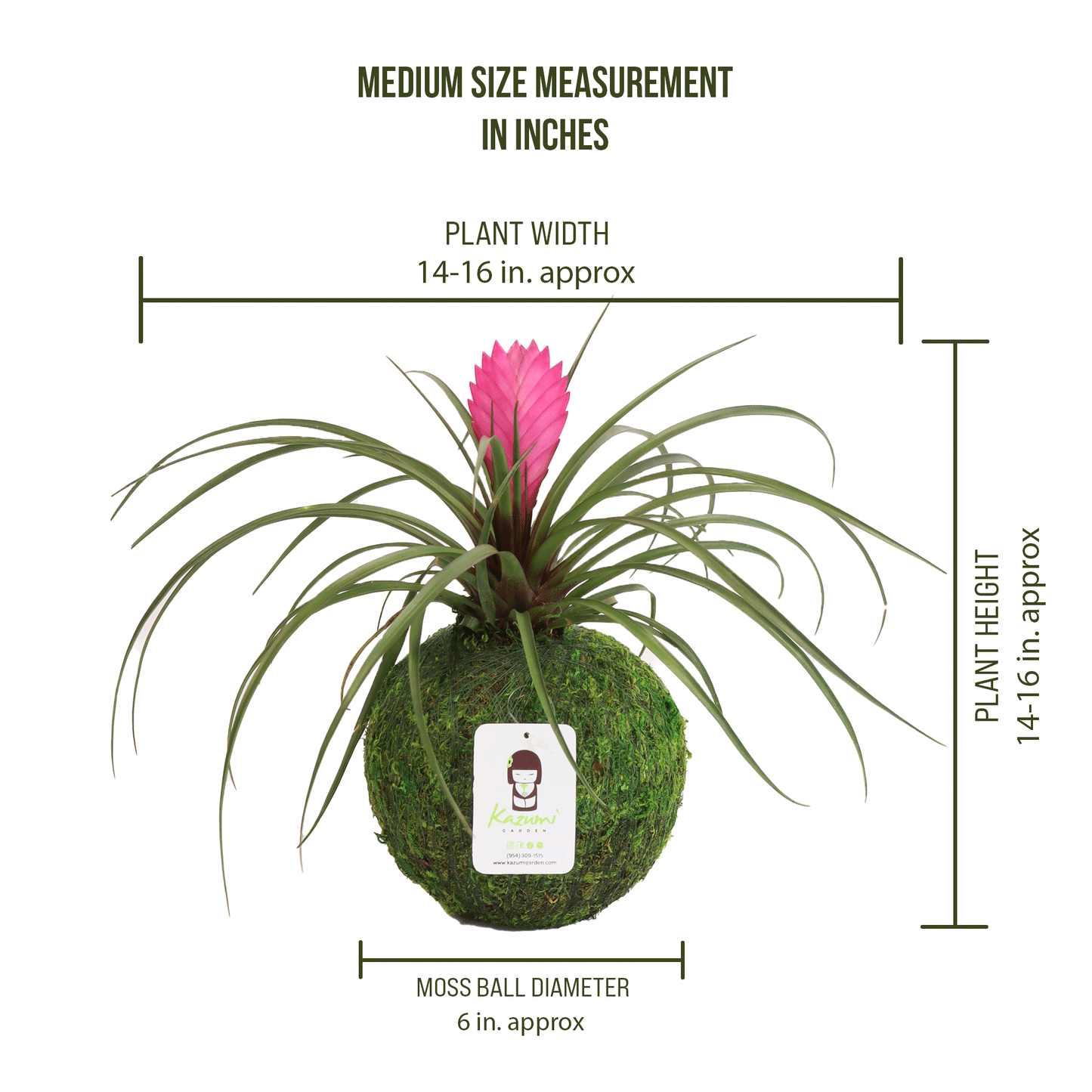 Bromeliad Pink Quill | Moss Ball Kokedama
