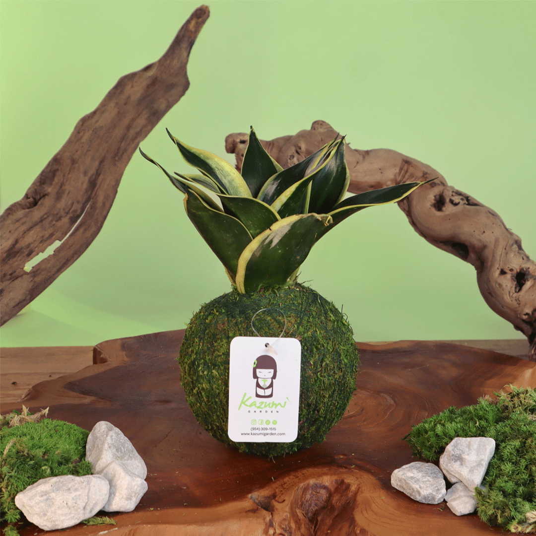 kokedama sansevieria Sansevieria Hahnii Gold