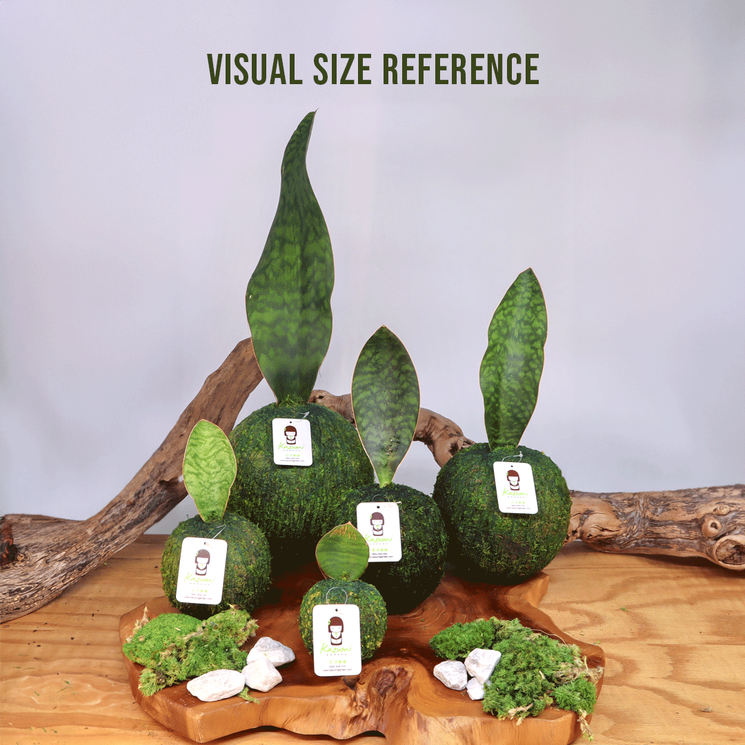 Sansevieria Whale Fin | Moss Ball Kokedamas