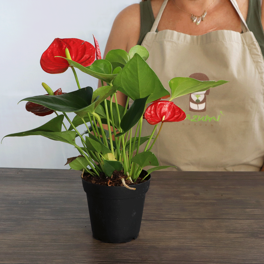 African Violet | Moss Ball Kokedama