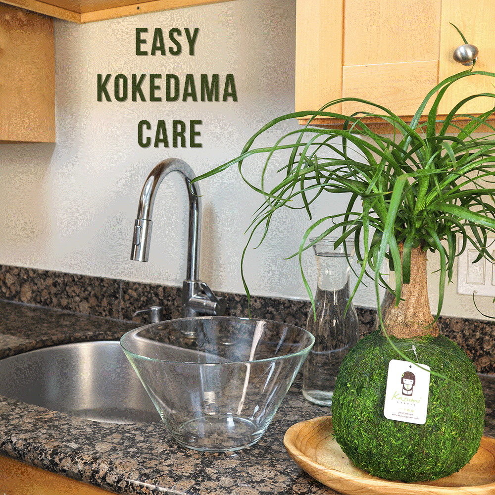 Philodendron Pink Princess "Rescued and Radiant" | Moss Ball Kokedamas