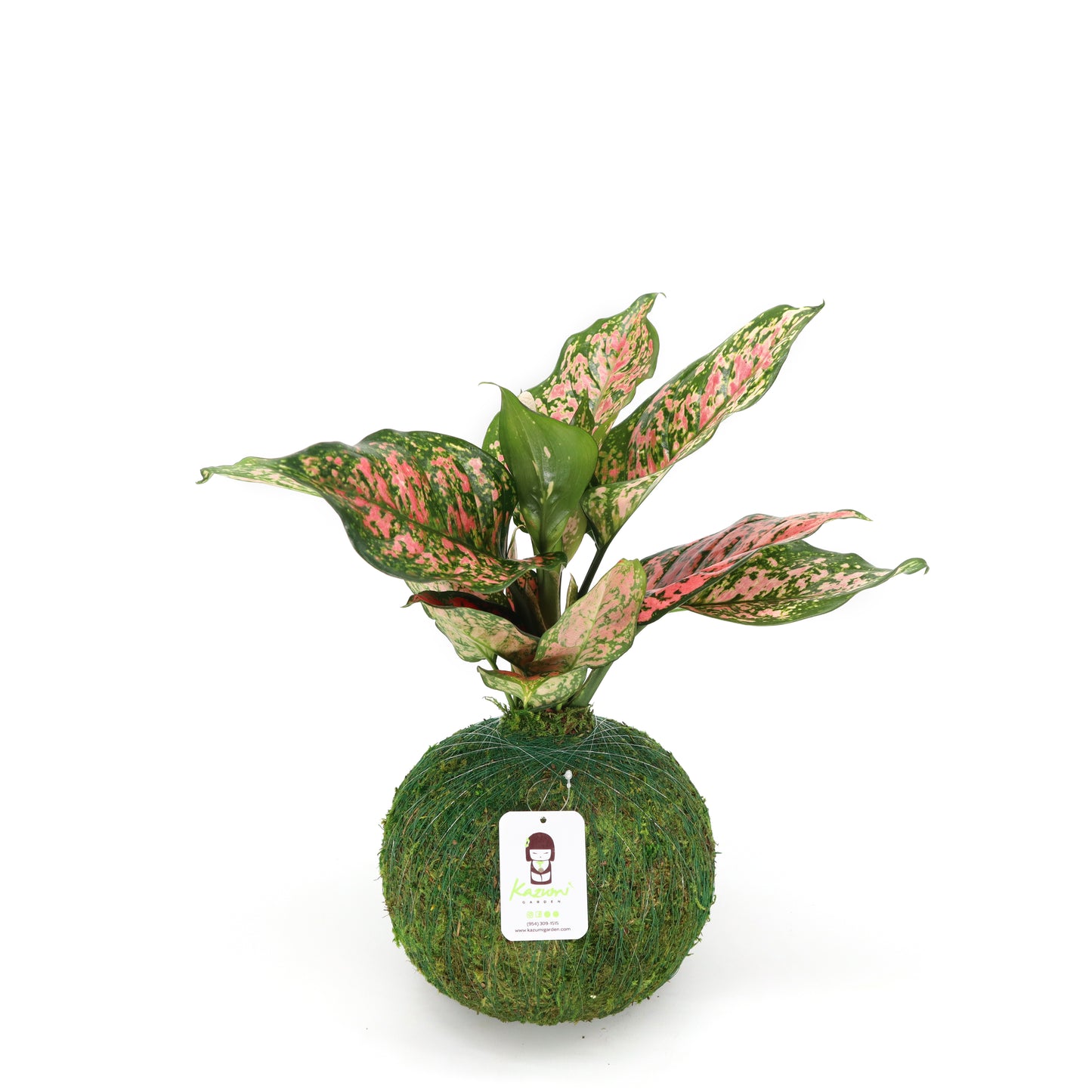 Aglaonema Pink | Moss Ball Kokedamas