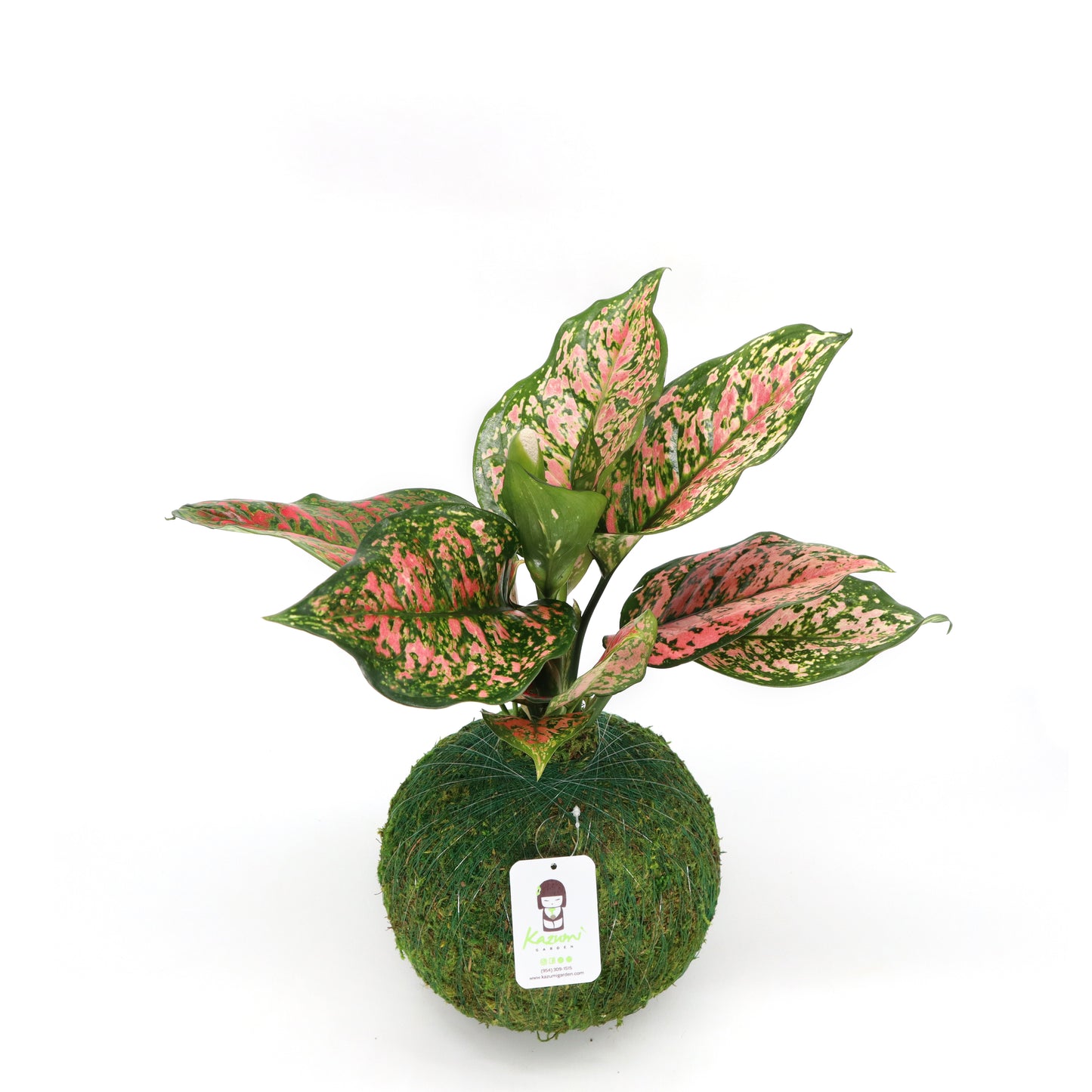 Aglaonema Pink | Moss Ball Kokedamas