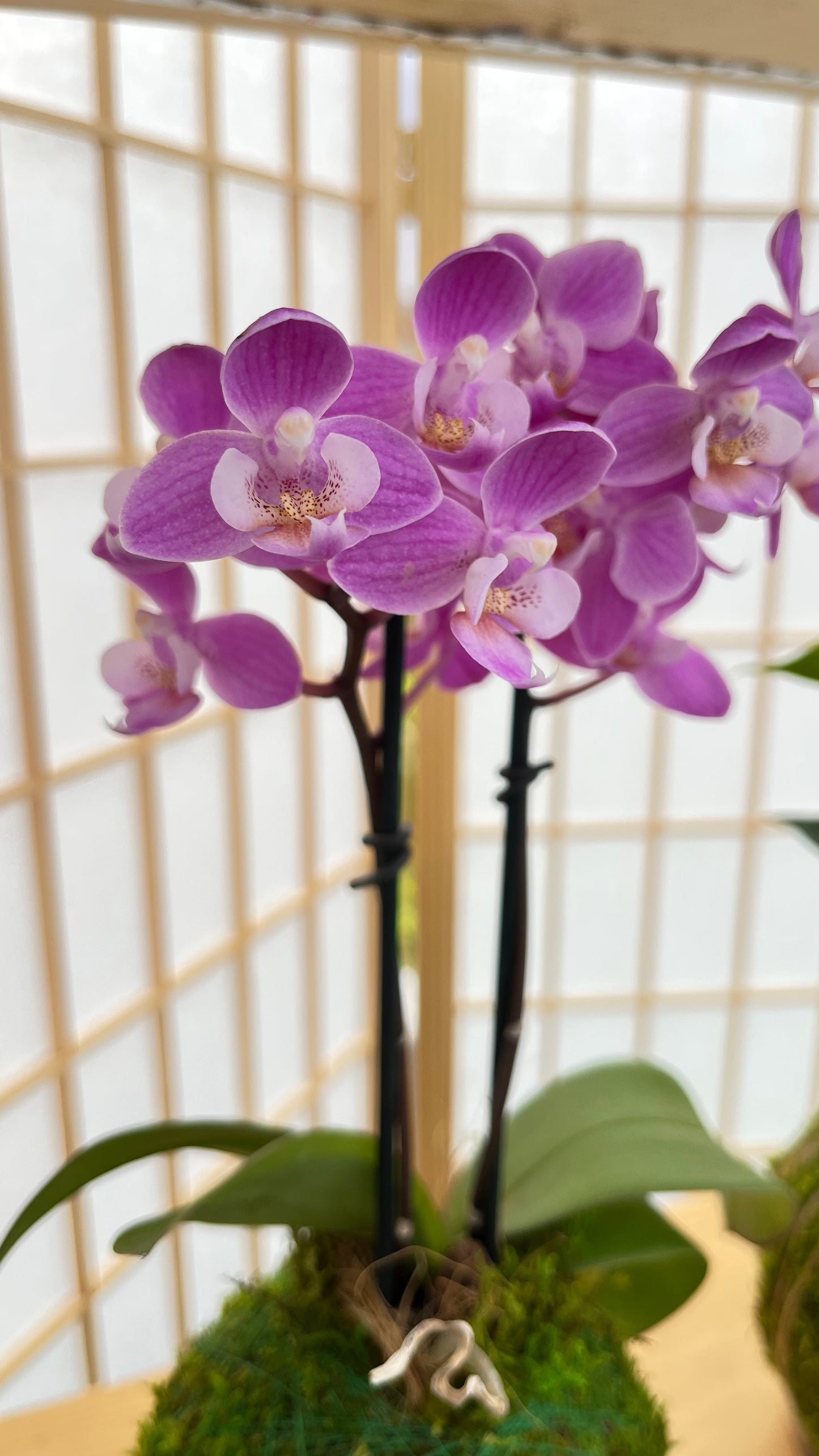 Orchids