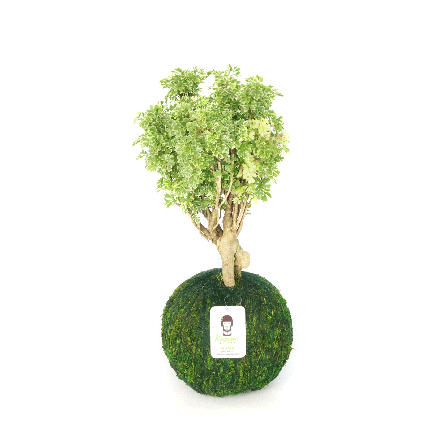 Aralia Snowflake | Moss Ball Kokedamas