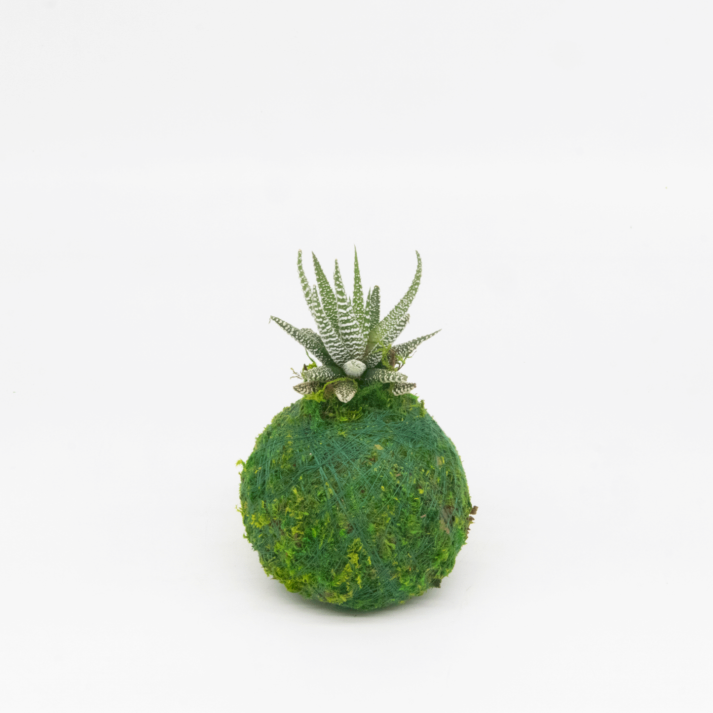 Mini Kokedama | Moss Ball Kokedamas