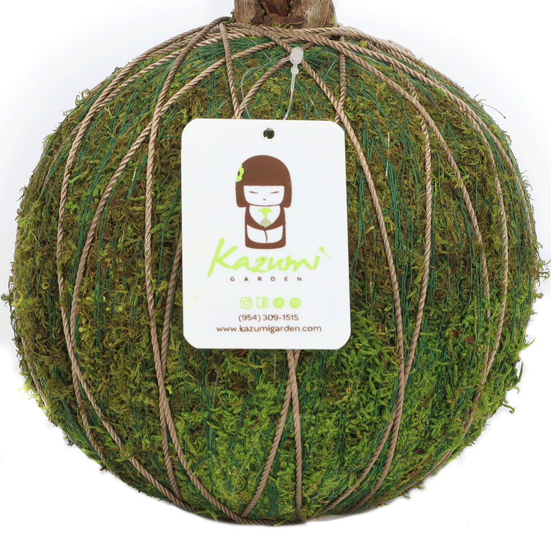 Color Twine | Moss Ball Kokedama Accessory